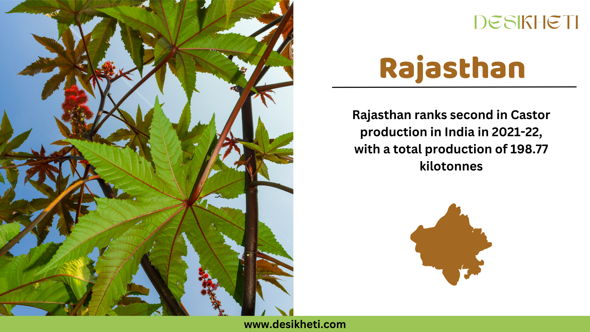 A clay bowl filled with castor seeds placed on a wooden surface, with some seeds scattered around. On the right side, text states "Rajasthan " in bold brown letters, followed by "Rajasthan ranks second in Castor production in 2021-22, with a total output of 198.77 kilotonnes." Below the text is a brown silhouette of the state of Rajasthan . The Desikheti logo is positioned at the top right corner, and the website "www.desikheti.com" is displayed at the bottom with a green background.