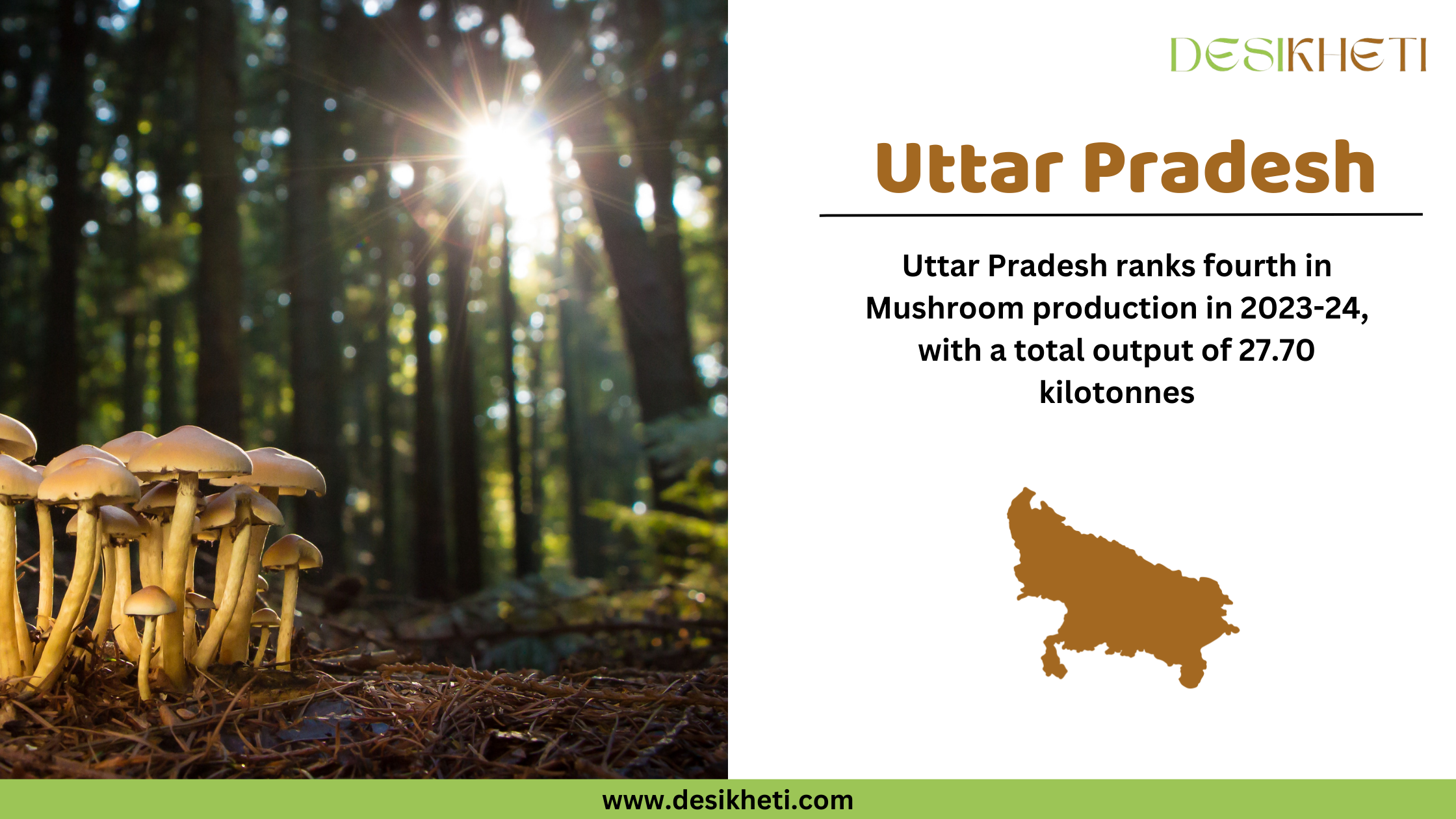 A digital graphic highlighting Uttar Pradesh's ranking in mushroom production for 2023-24. On the left, a cluster of wild mushrooms grows on a forest floor, with sunlight filtering through tall trees in the background. On the right side, the text "Uttar Pradesh" is displayed in bold brown letters. Below, it states that Uttar Pradesh ranks fourth in mushroom production with a total output of 27.70 kilotonnes. A brown silhouette map of Uttar Pradesh is included. The Desikheti logo is positioned in the top right corner, and the website "www.desikheti.com" is displayed at the bottom on a green banner.