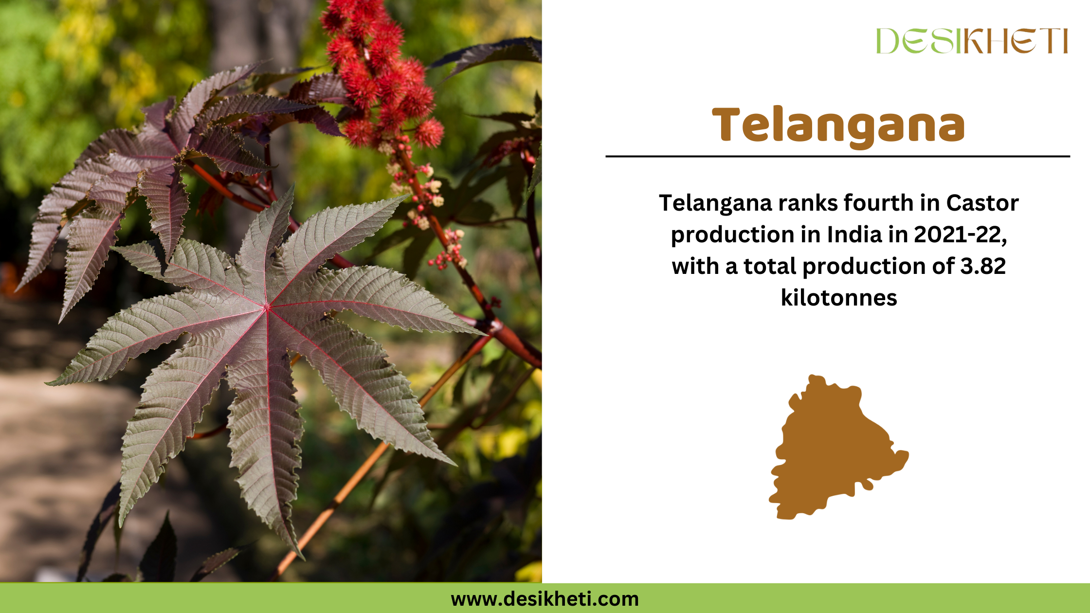 Close-up of castor seeds placed in a white ceramic bowl on a wooden surface, with additional seeds scattered around. On the right side, text states "Telangana" in bold brown letters, followed by "Telangana ranks fourth in Castor production in 2021-22, with a total output of 3.82 kilotonnes." Below the text is a brown silhouette of the state of Telangana . The Desikheti logo is positioned at the top right corner, and the website "www.desikheti.com" is displayed at the bottom with a green background.