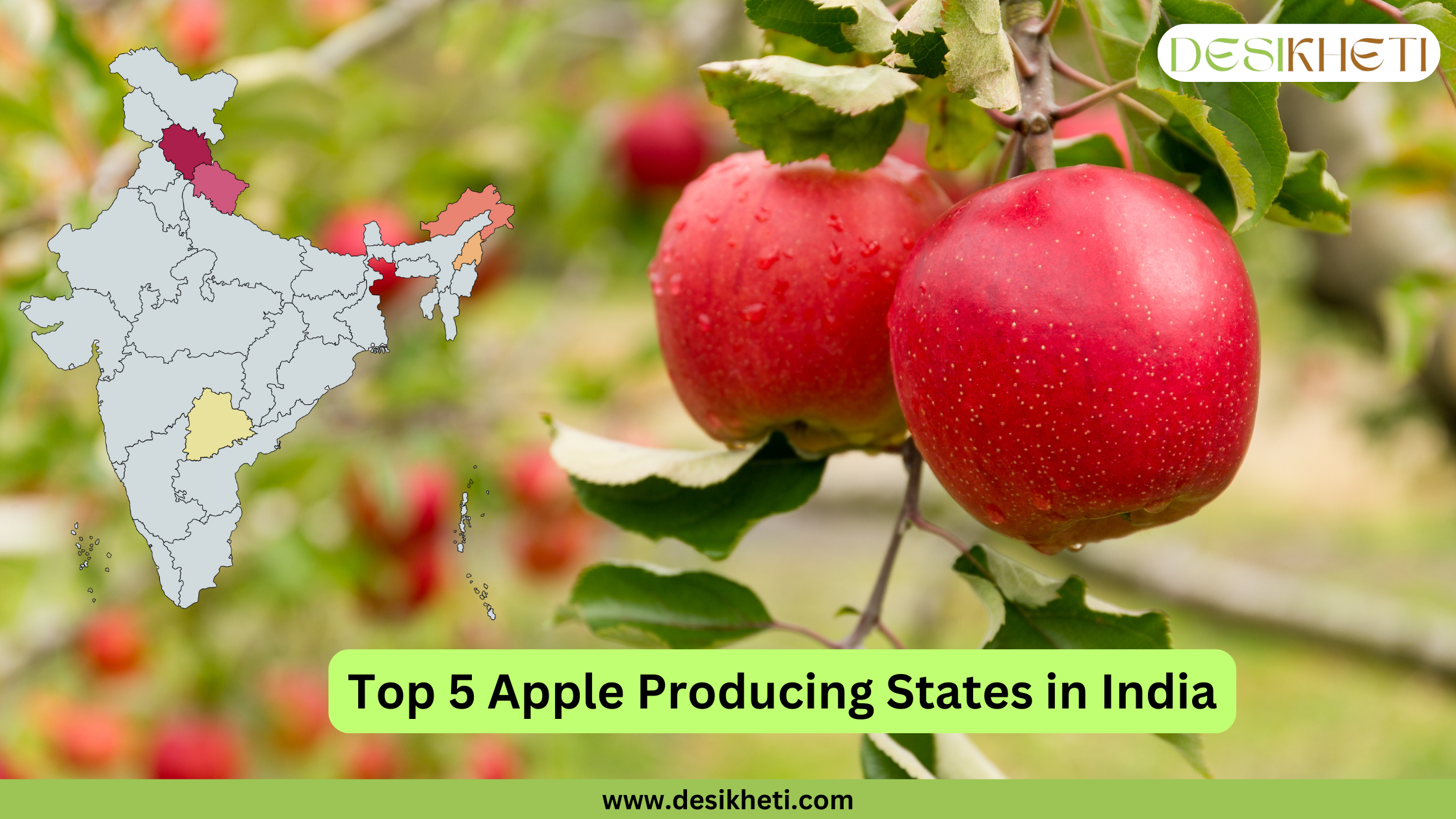 A digital graphic highlighting the top five apple-producing states in India. The background features a close-up of fresh red apples. On the left side, a map of India is displayed with five states highlighted in different colors to indicate their ranking in apple production. The title "Top 5 Apple Producing States in India" is written in bold black text on a green strip at the bottom. The Desikheti logo is placed in the top right corner, and the website URL "www.desikheti.com" is displayed at the bottom.