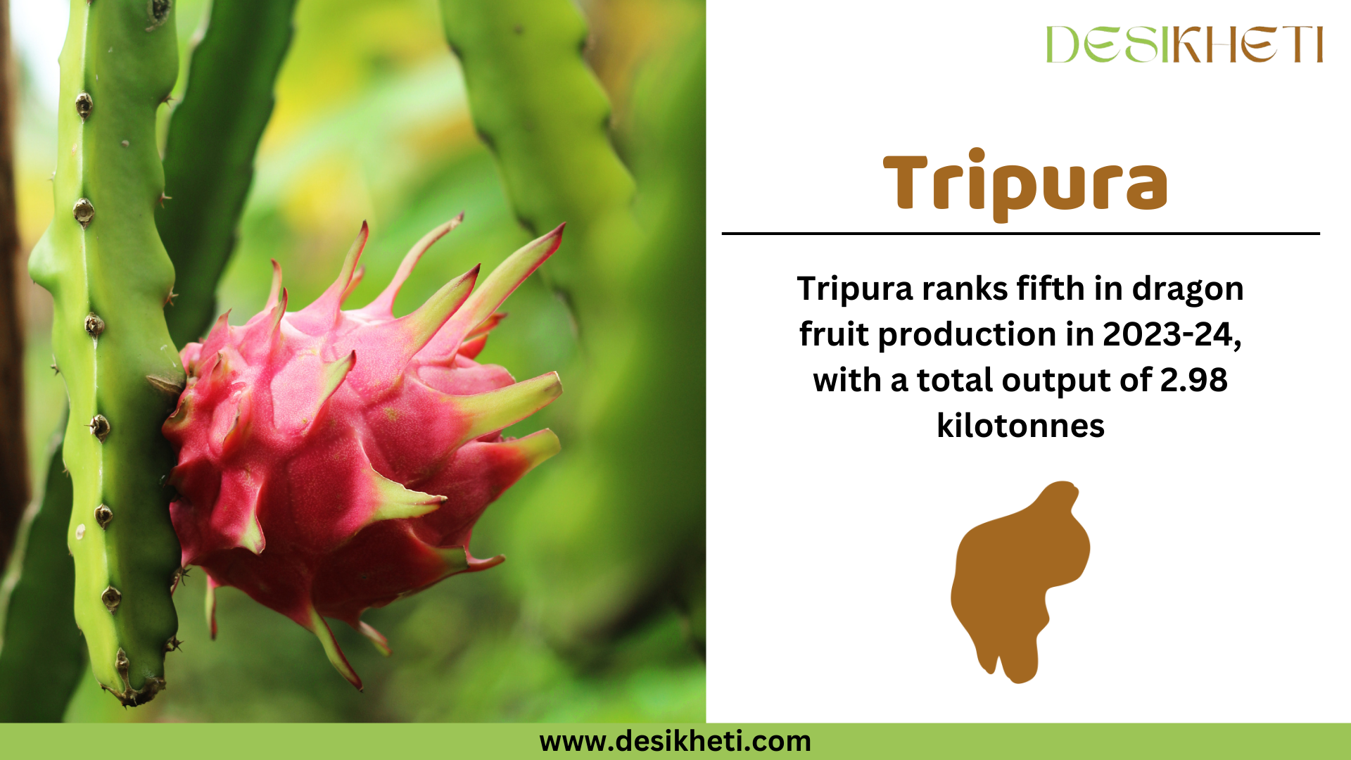  Tripura ranks fifth in dragon fruit production in 2023-24, with a total output of 2.98 kilotonnes. The image showcases a ripe dragon fruit with bright pink skin and green-tipped scales growing on a green cactus stem against a blurred green background. On the right side, a white panel displays "Tripura" in bold brown text, followed by production details in black text. Below the text, a brown silhouette of Tripura's map is included. The "Desikheti" logo appears at the top right, and the website URL "www.desikheti.com" is displayed at the bottom on a green strip.