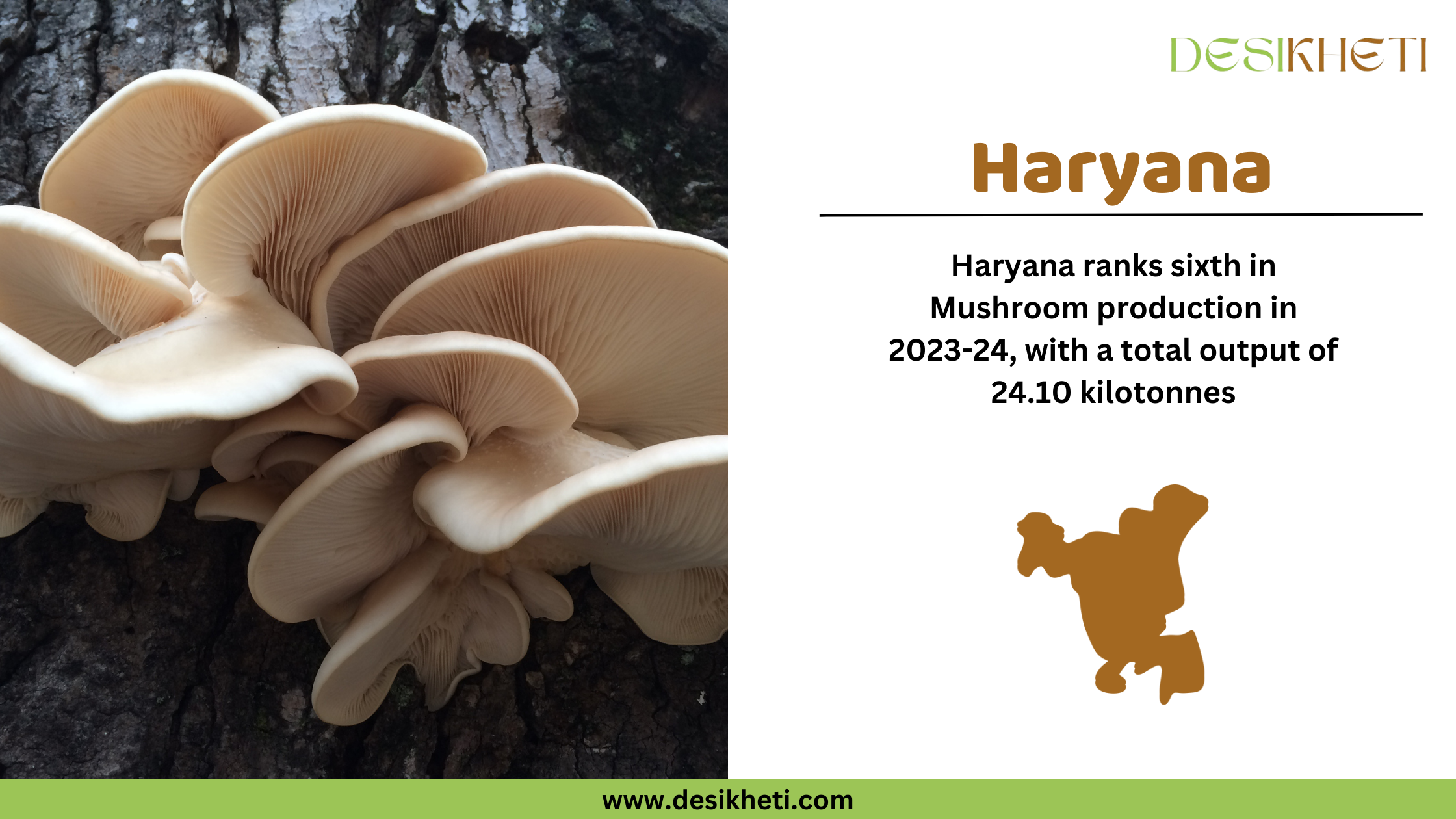 A digital graphic highlighting Haryana's ranking in mushroom production for 2023-24. The left side features a close-up image of fresh oyster mushrooms growing on tree bark, showcasing their delicate, cream-colored gills and smooth texture. On the right side, the text "Haryana" appears in bold brown letters. Below, it states that Haryana ranks sixth in mushroom production with a total output of 24.10 kilotonnes. A brown silhouette map of Haryana is included. The Desikheti logo is positioned in the top right corner, and the website "www.desikheti.com" is displayed at the bottom on a green banner.