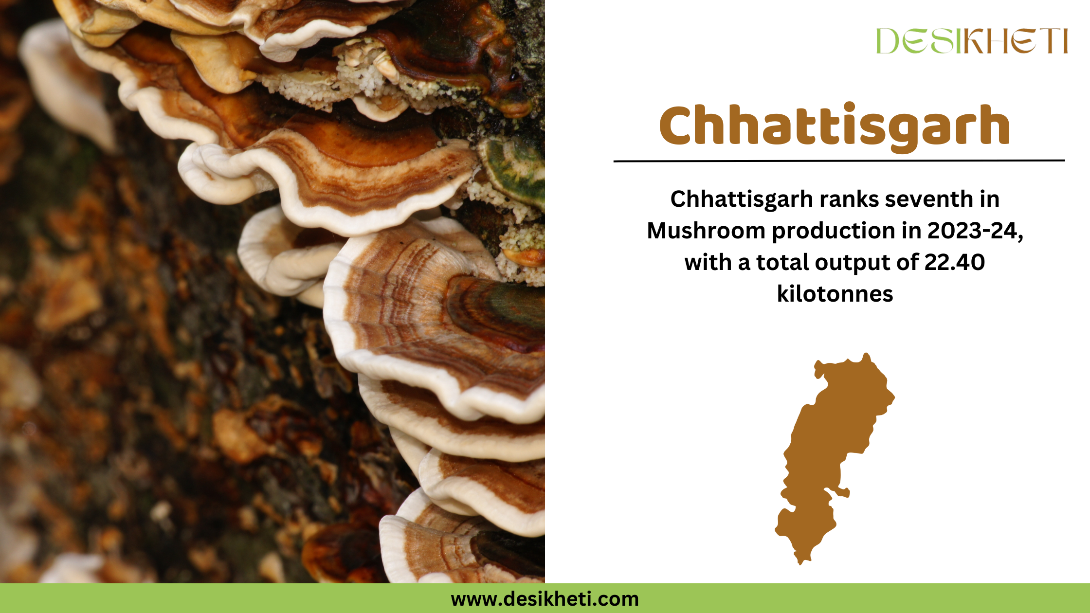 A digital graphic showcasing Chhattisgarh's ranking in mushroom production for 2023-24. The left side features a close-up image of wild mushrooms growing on tree bark, highlighting their layered texture and earthy tones. On the right side, the text "Chhattisgarh" is displayed in bold brown letters. Below, it states that Chhattisgarh ranks seventh in mushroom production with a total output of 22.40 kilotonnes. A brown silhouette map of Chhattisgarh is included. The Desikheti logo appears in the top right corner, and the website "www.desikheti.com" is displayed at the bottom on a green banner.