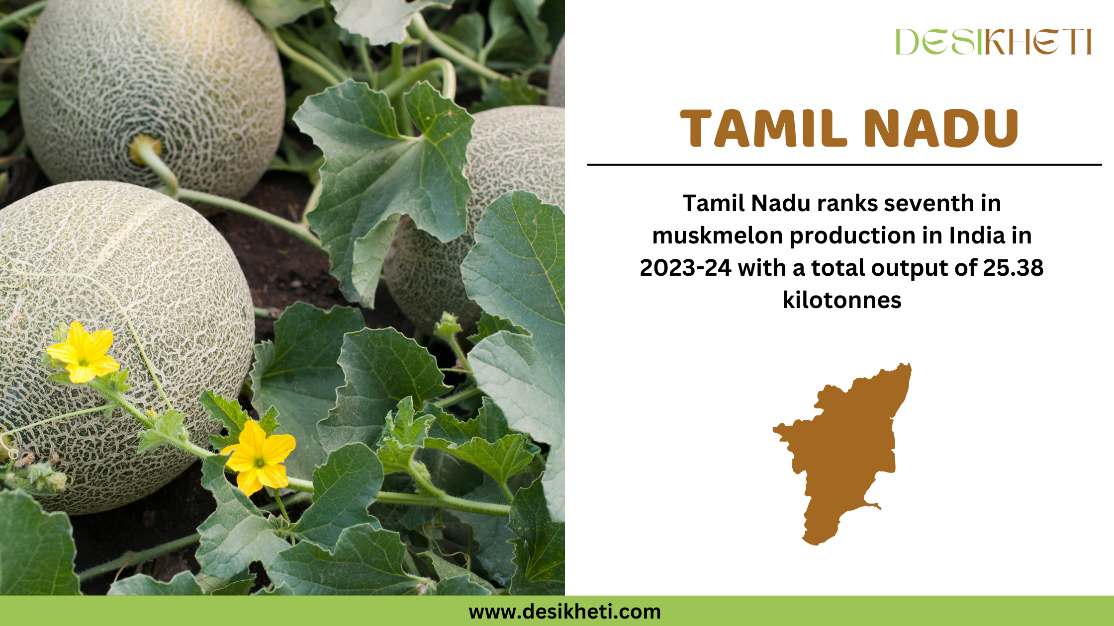 Tamil Nadu ranks seventh in muskmelon production in India in 2023-24 with a total output of 25.38 kilotonnes. The image features muskmelons growing on a vine with netted rinds, surrounded by green leaves and yellow flowers. On the right side, the text highlights Tamil Nadu’s ranking and production statistics. A brown silhouette of Tamil Nadu's map is displayed below the text. The Desikheti logo is positioned at the top right corner, and the website URL "www.desikheti.com" is shown at the bottom.