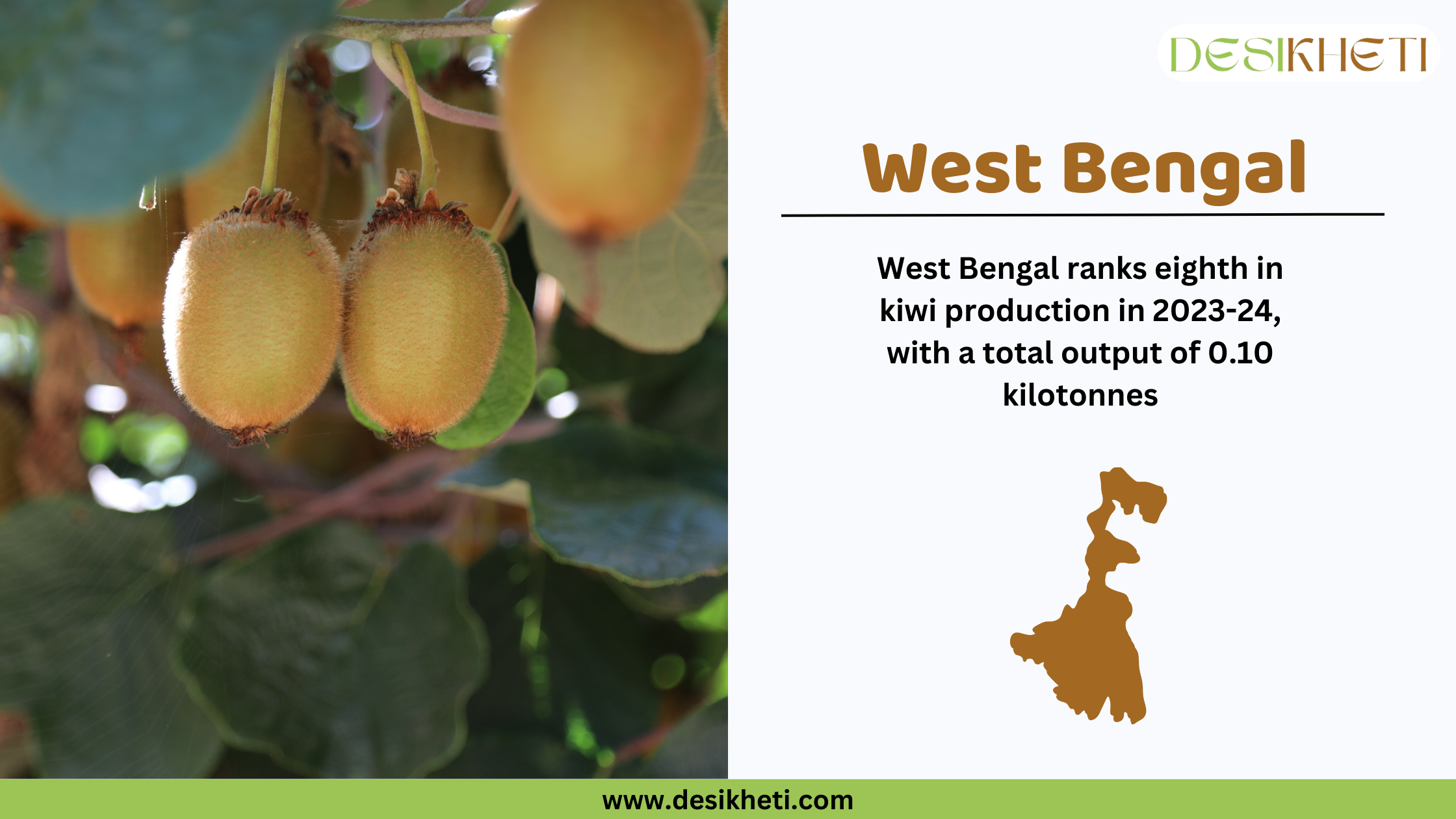 A digital graphic featuring kiwi fruits hanging from a tree on the left side and a textual section on the right. The text reads "West Bengal" in bold brown letters, followed by "West Bengal ranks eighth in kiwi production in 2023-24, with a total output of 0.10 kilotonnes." Below the text, there is a brown silhouette of the state of West Bengal. The Desikheti logo is displayed at the top right, and the website "www.desikheti.com" is shown at the bottom in a green strip.