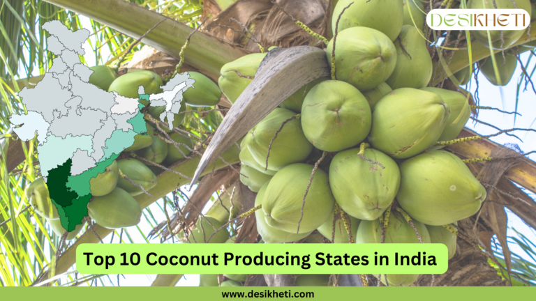 Top 10 coconut-producing states in India, featuring a cluster of fresh green coconuts hanging from a coconut tree with a clear sky in the background. A shaded map of India on the left highlights the top coconut-producing states. The text "Top 10 Coconut Producing States in India" is displayed in bold green on a banner at the bottom, with the website URL www.desikheti.com. The Desikheti logo is positioned at the top right.