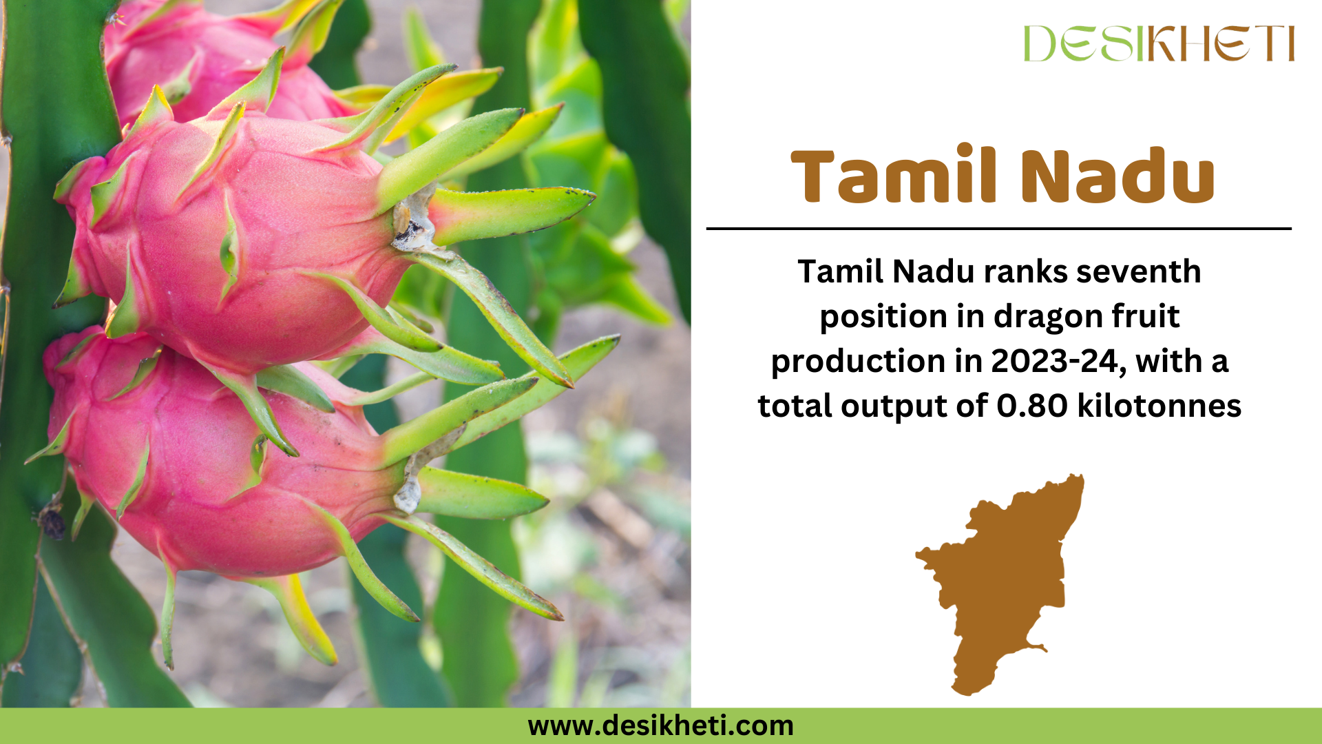 Tamil Nadu ranks seventh in dragon fruit production in 2023-24, with a total output of 0.80 kilotonnes. The image features ripe pink dragon fruits growing on a green cactus plant, with a blurred natural background. On the right side, a white panel displays the bold brown text "Tamil Nadu," followed by production details in black text. Below the text, a brown silhouette of Tamil Nadu’s map is included. The "Desikheti" logo is positioned at the top right, and the website URL "www.desikheti.com" is displayed at the bottom on a green strip.