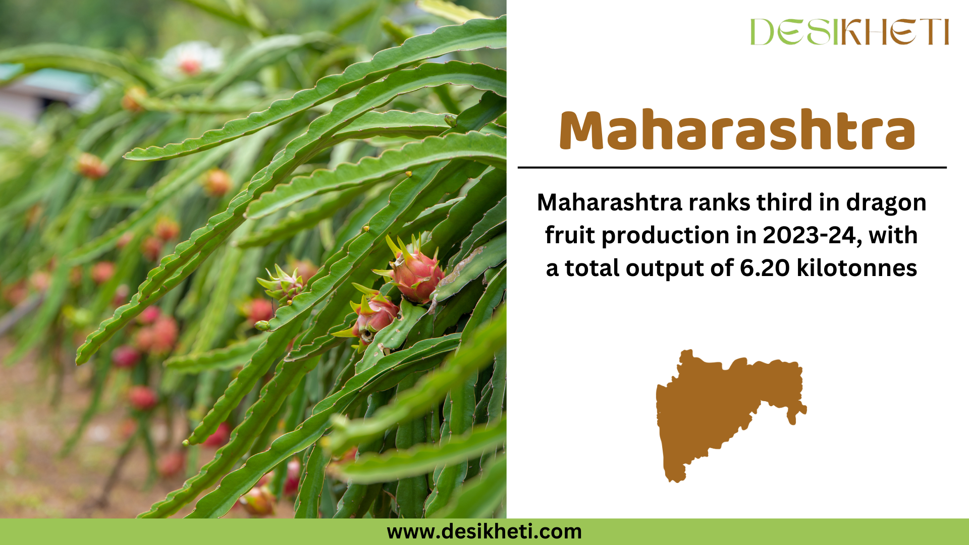 Maharashtra ranks third in dragon fruit production in 2023-24, with a total output of 6.20 kilotonnes. The image features a lush dragon fruit plantation with multiple green, long, and spiky cactus-like stems bearing pink dragon fruits in various stages of ripening. On the right side, a white panel displays "Maharashtra" in bold brown text, followed by production details in black text. Below the text, a brown silhouette of Maharashtra’s map is shown. The "Desikheti" logo is positioned at the top right, and the website URL "www.desikheti.com" is displayed at the bottom on a green strip.