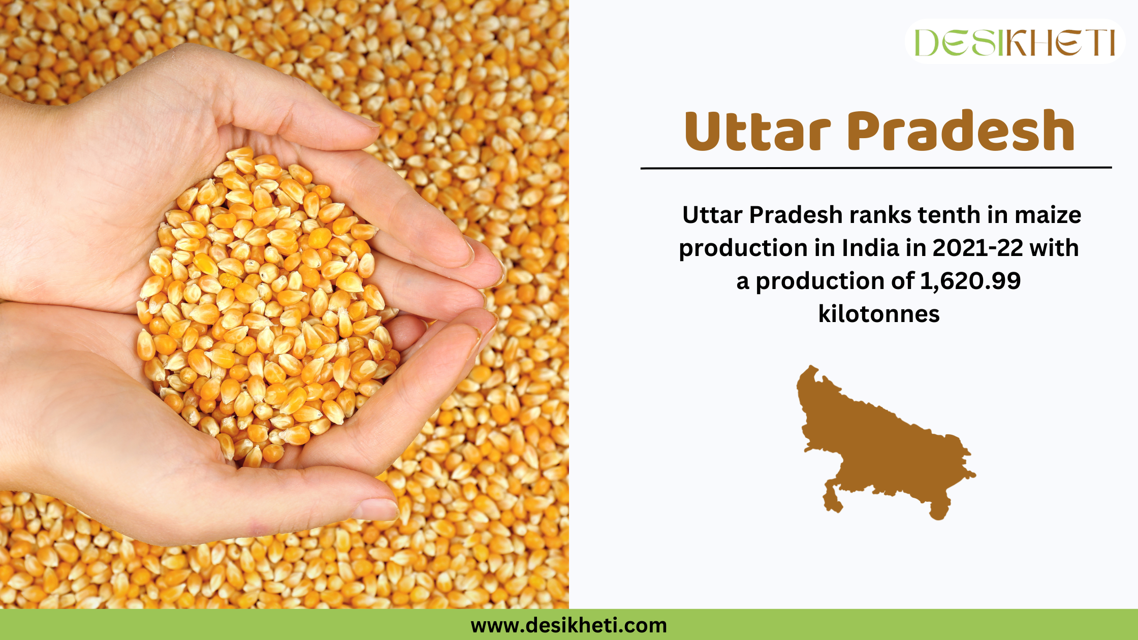 Uttar Pradesh as the tenth-largest maize-producing state in India A split-image design featuring a close-up of fresh maize cobs with green husks on the left and an infographic on the right. The infographic highlights Uttar Pradesh as the tenth-largest maize-producing state in India for 2021-22, with a production of 1,620.99 kilotonnes. The state map of Uttar Pradesh is shown in brown. The Desikheti logo is at the top right corner, and the website URL "www.desikheti.com" is displayed at the bottom in a green strip.