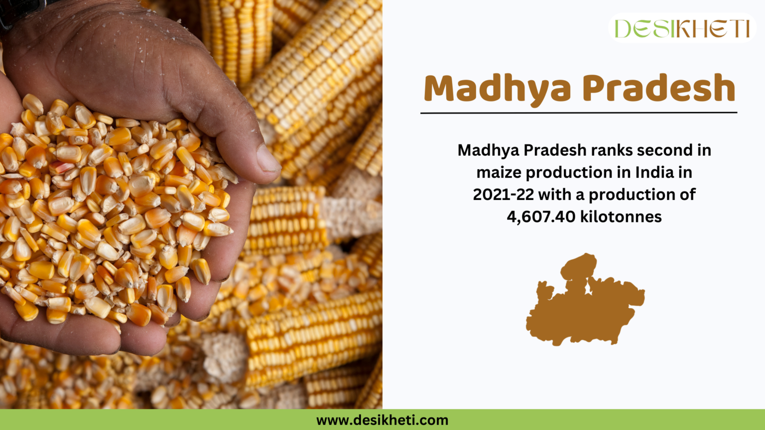 Top 10 Maize Producing States in India - DesiKheti