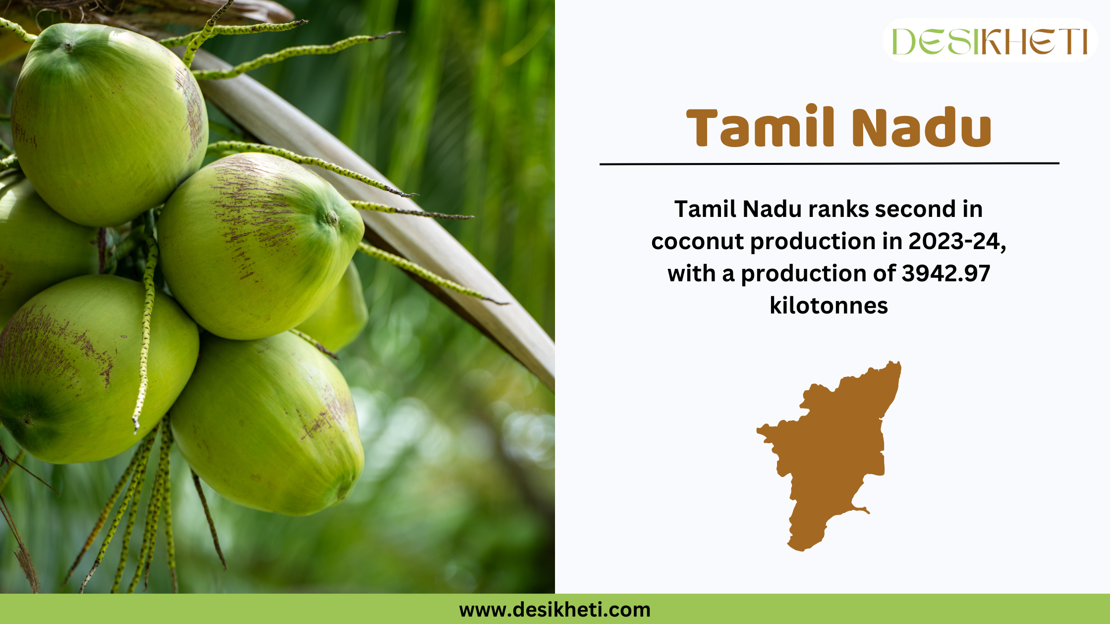 Tamil Nadu ranks second in coconut production in India for 2023-24, with a total output of 3942.97 kilotonnes. The image features a close-up of a cluster of green coconuts hanging from a tree with a blurred green background. On the right side, the text highlights Tamil Nadu’s ranking along with a brown silhouette map of the state. The Desikheti logo is positioned at the top right, and the website www.desikheti.com is displayed at the bottom.