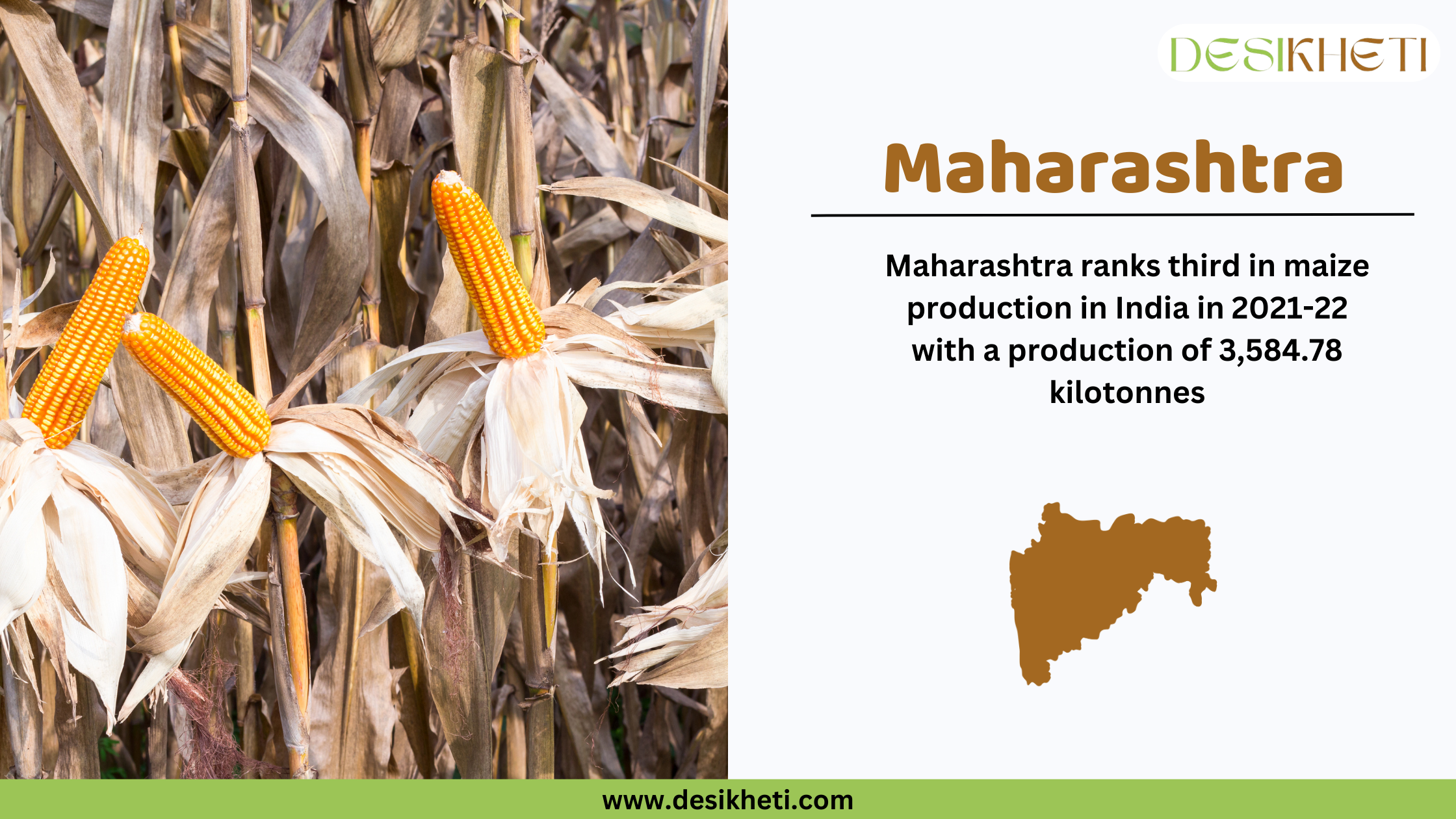 Maharashtra ranks third in maize production in India Maharashtra ranks third in maize production in India for 2021-22, with a total production of 3,584.78 kilotonnes. The image is split into two sections: the left side showcases a dense maize field with green leaves and developing maize cobs, while the right side presents an infographic containing the state's name, a brown silhouette of Maharashtra, and the Desikheti logo. The website URL "www.desikheti.com" is displayed at the bottom in a green strip.