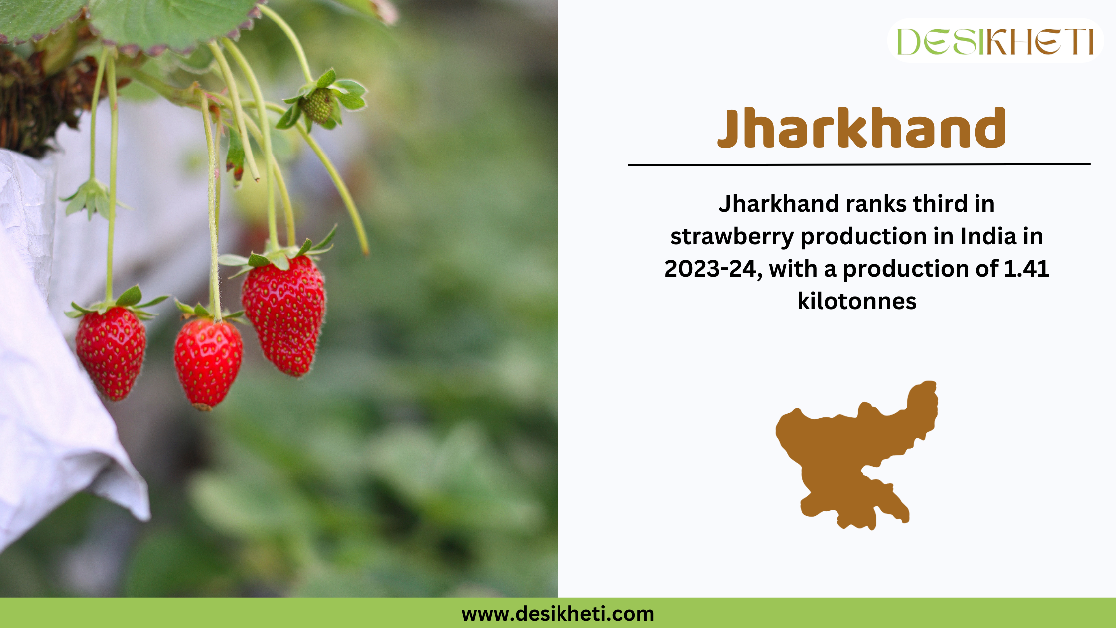 Ripe and unripe strawberries growing on a plant with green leaves in the background. Some strawberries are red and ready for harvest, while others are still green. On the right side, text states that Jharkhand ranks third in strawberry production in India for 2023-24, with a production of 1.41 kilotonnes. Below the text, there is a brown silhouette of Jharkhand. The Desikheti logo is in the top right corner, and the website URL www.desikheti.com is at the bottom.