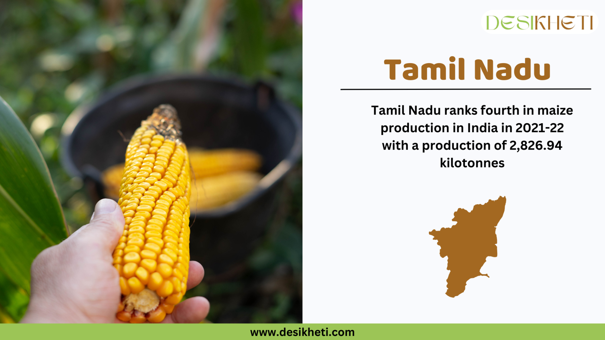 Top 10 Maize Producing States in India - DesiKheti