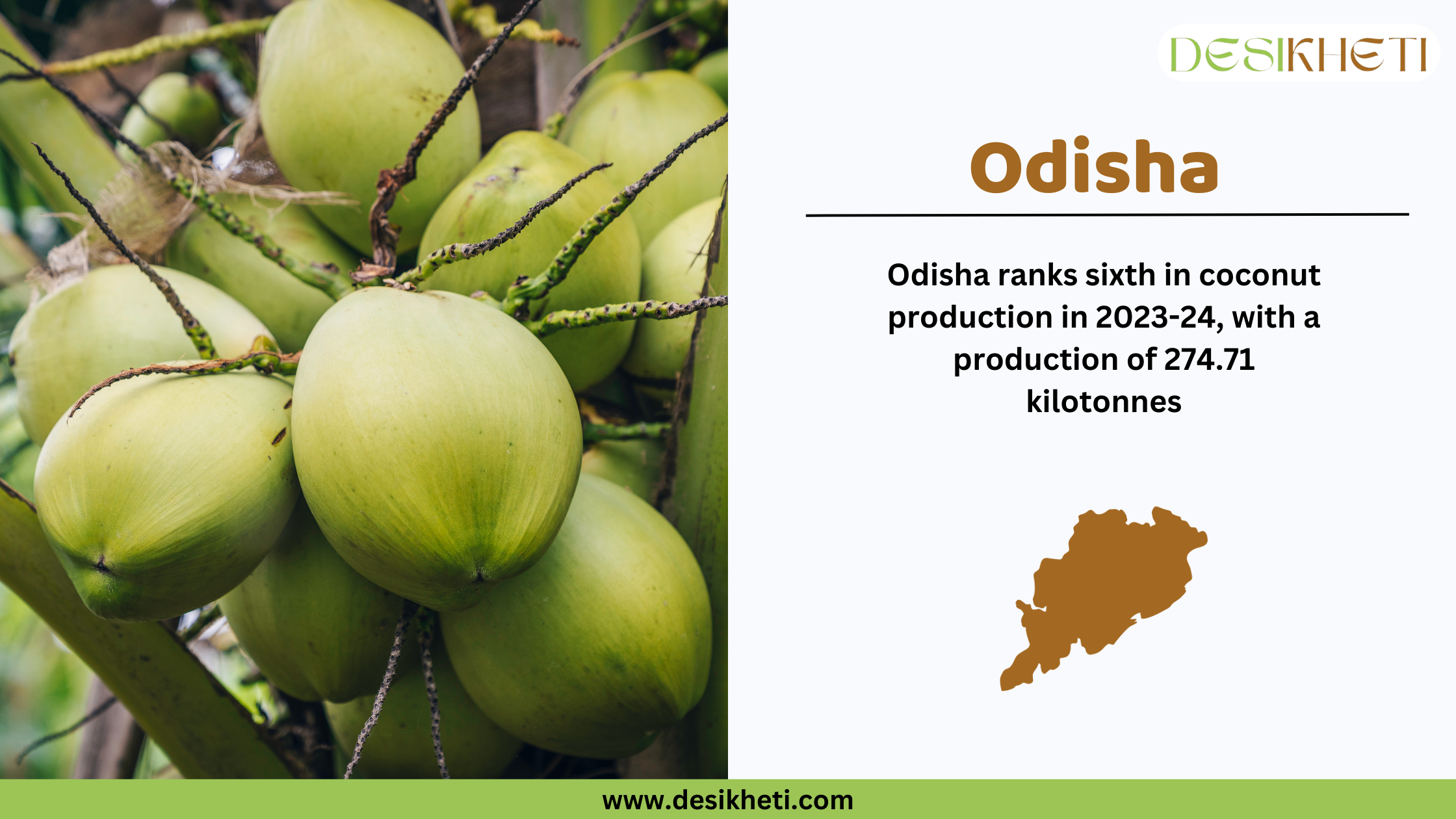 Odisha ranks sixth in coconut production in India for 2023-24, with a total output of 274.71 kilotonnes. The image features a close-up of a coconut tree with a cluster of green coconuts. On the right side, the text highlights Odisha’s ranking along with a brown silhouette map of the state. The Desikheti logo is positioned at the top right, and the website www.desikheti.com is displayed at the bottom.