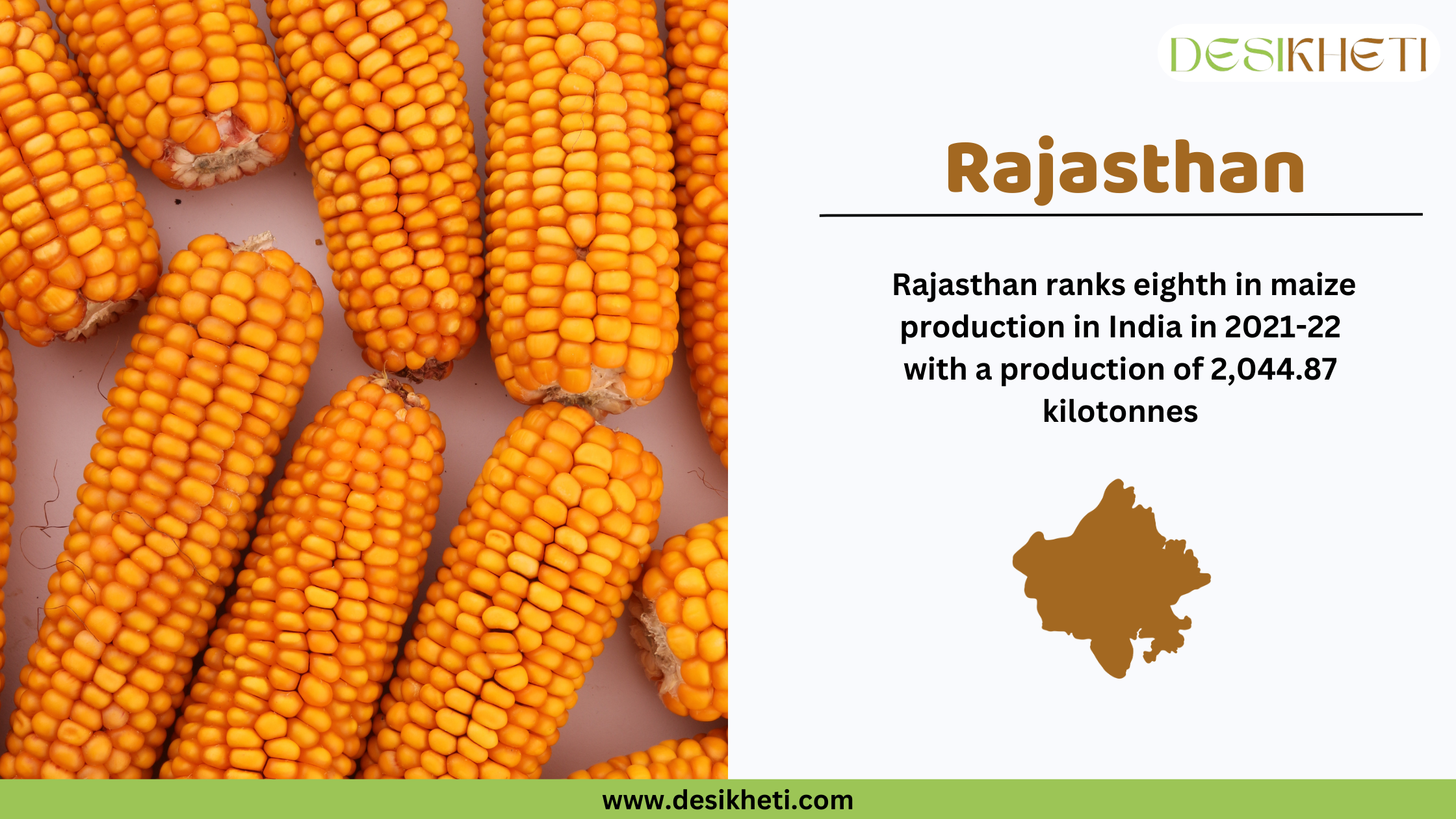 Rajasthan as the eighth-largest maize-producing state in India A split-image design featuring freshly harvested maize cobs with bright yellow kernels and green husks on the left, and an infographic on the right. The infographic highlights Rajasthan as the eighth-largest maize-producing state in India for 2021-22, with a production of 2,044.87 kilotonnes. The state map of Rajasthan is shown in brown. The Desikheti logo is at the top right corner, and the website URL "www.desikheti.com" is displayed at the bottom in a green strip.