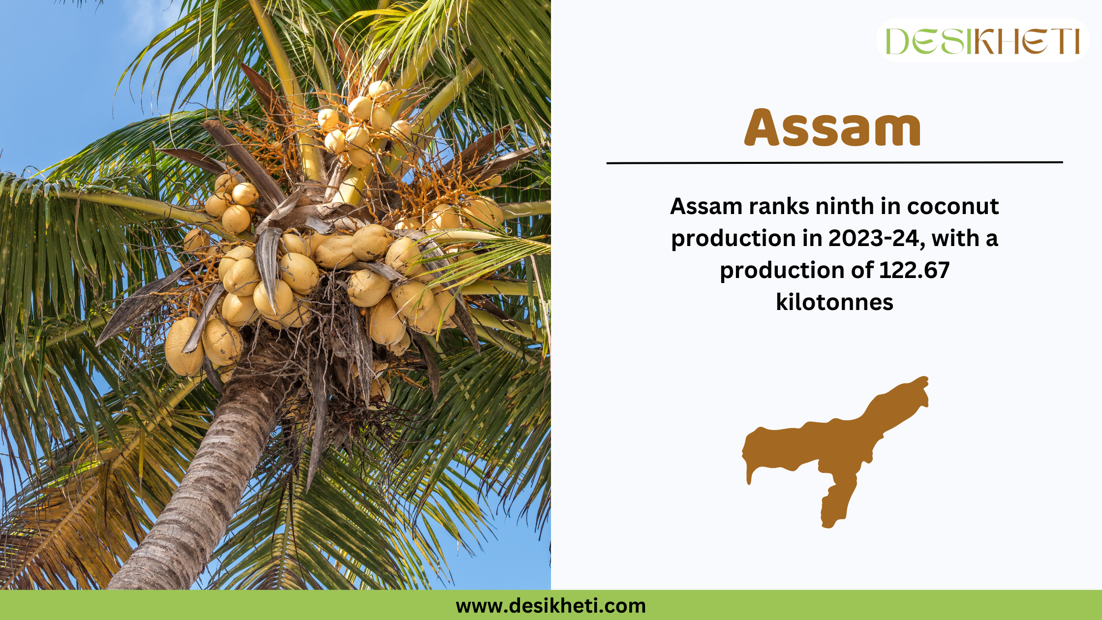 Assam ranks ninth in coconut production in India for 2023-24, with a total output of 122.67 kilotonnes. The image features a coconut tree with a cluster of ripe coconuts under a bright blue sky. On the right side, text highlights Assam’s ranking along with a brown silhouette map of the state. The Desikheti logo is positioned at the top right, and the website www.desikheti.com is displayed at the bottom.







