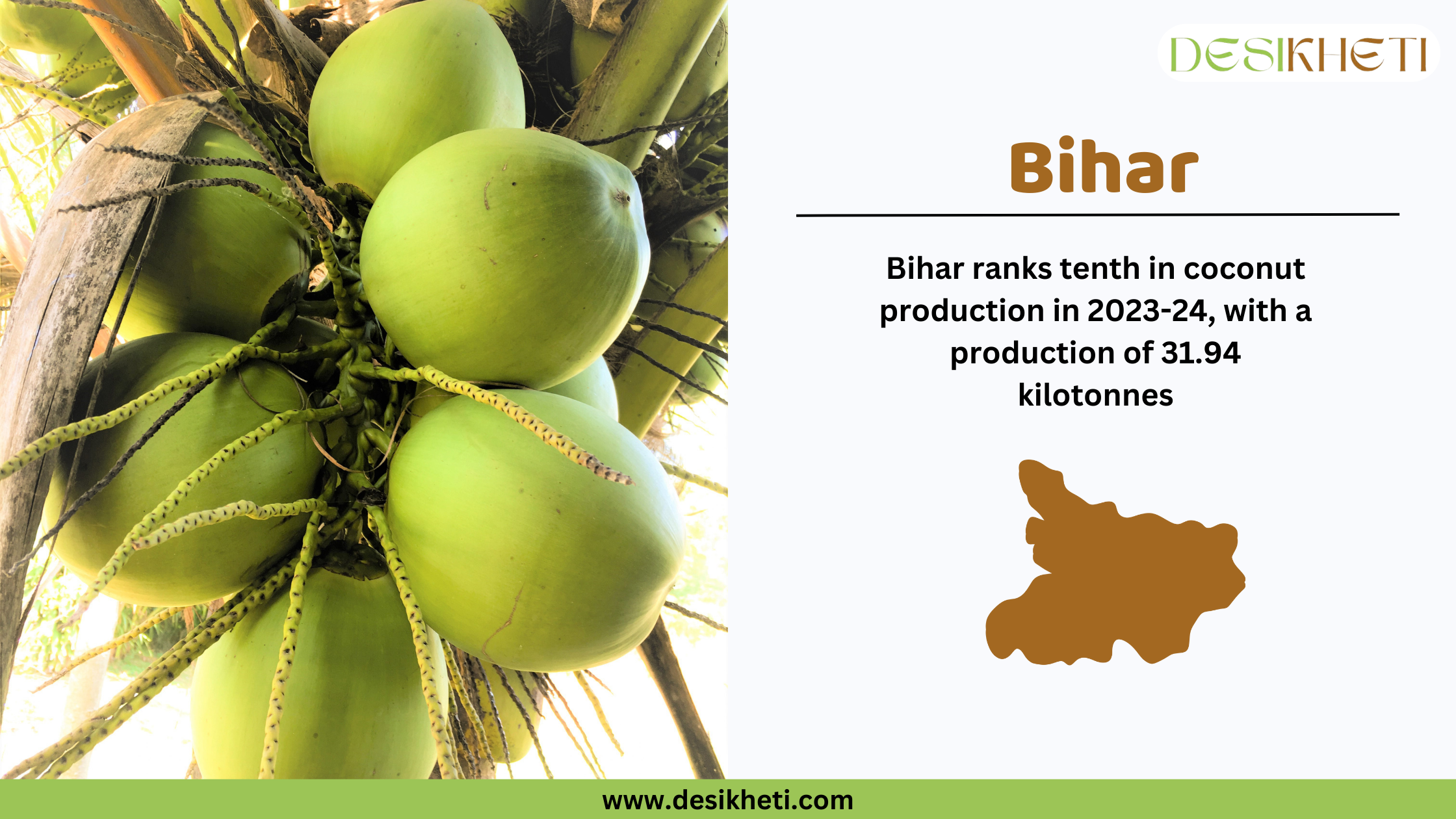 Bihar ranks tenth in coconut production in India for 2023-24, with a total output of 31.94 kilotonnes. The image showcases a close-up of green coconuts hanging from a tree. The right side of the image contains text highlighting Bihar’s ranking along with a brown silhouette map of Bihar. The Desikheti logo is displayed at the top right, and the website www.desikheti.com is mentioned at the bottom.