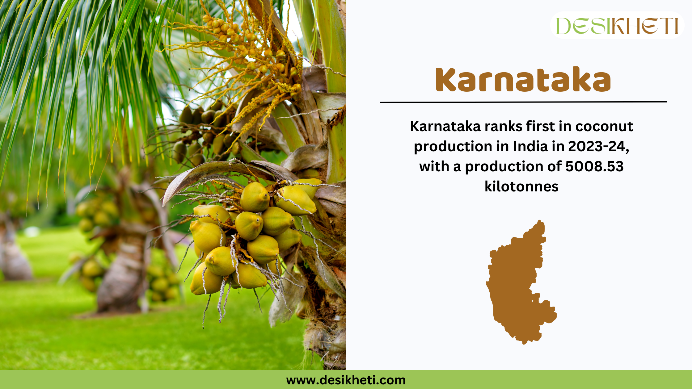 Karnataka ranks first in coconut production in India for 2023-24, with a total output of 5008.53 kilotonnes. The image features a coconut tree with clusters of green coconuts in a plantation setting, along with text highlighting Karnataka’s ranking. A brown silhouette map of Karnataka is included for visual reference. The Desikheti logo appears at the top right, and the website www.desikheti.com is displayed at the bottom.