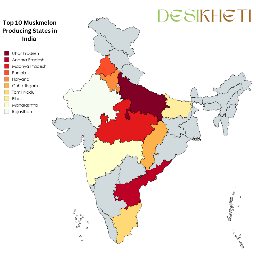 Top 10 muskmelon-producing states in India. A color-coded map highlights the leading muskmelon-producing states, including Uttar Pradesh, Andhra Pradesh, Madhya Pradesh, Punjab, Haryana, Chhattisgarh, Tamil Nadu, Bihar, Maharashtra, and Rajasthan. Each state is marked in different shades of red, orange, and yellow. The Desikheti logo is positioned in the top right corner. The map visually represents the distribution of muskmelon production across India.