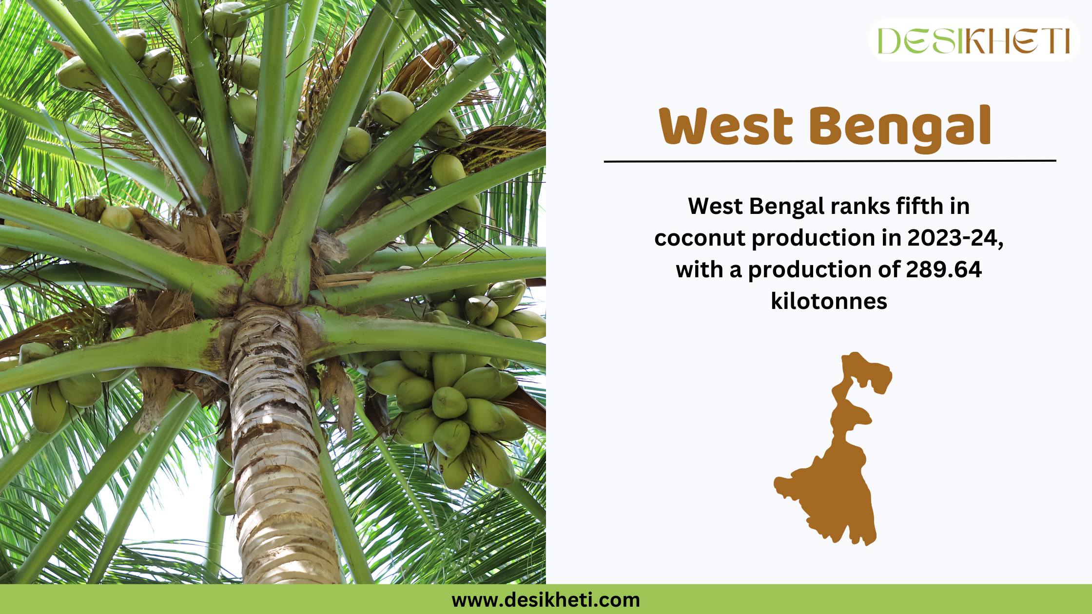 West Bengal ranks fifth in coconut production in India for 2023-24, with a total output of 289.64 kilotonnes. The image features a close-up of a coconut tree with clusters of green coconuts, along with text highlighting West Bengal’s ranking. A brown silhouette map of West Bengal is included for visual reference. The Desikheti logo appears at the top right, and the website www.desikheti.com is displayed at the bottom.