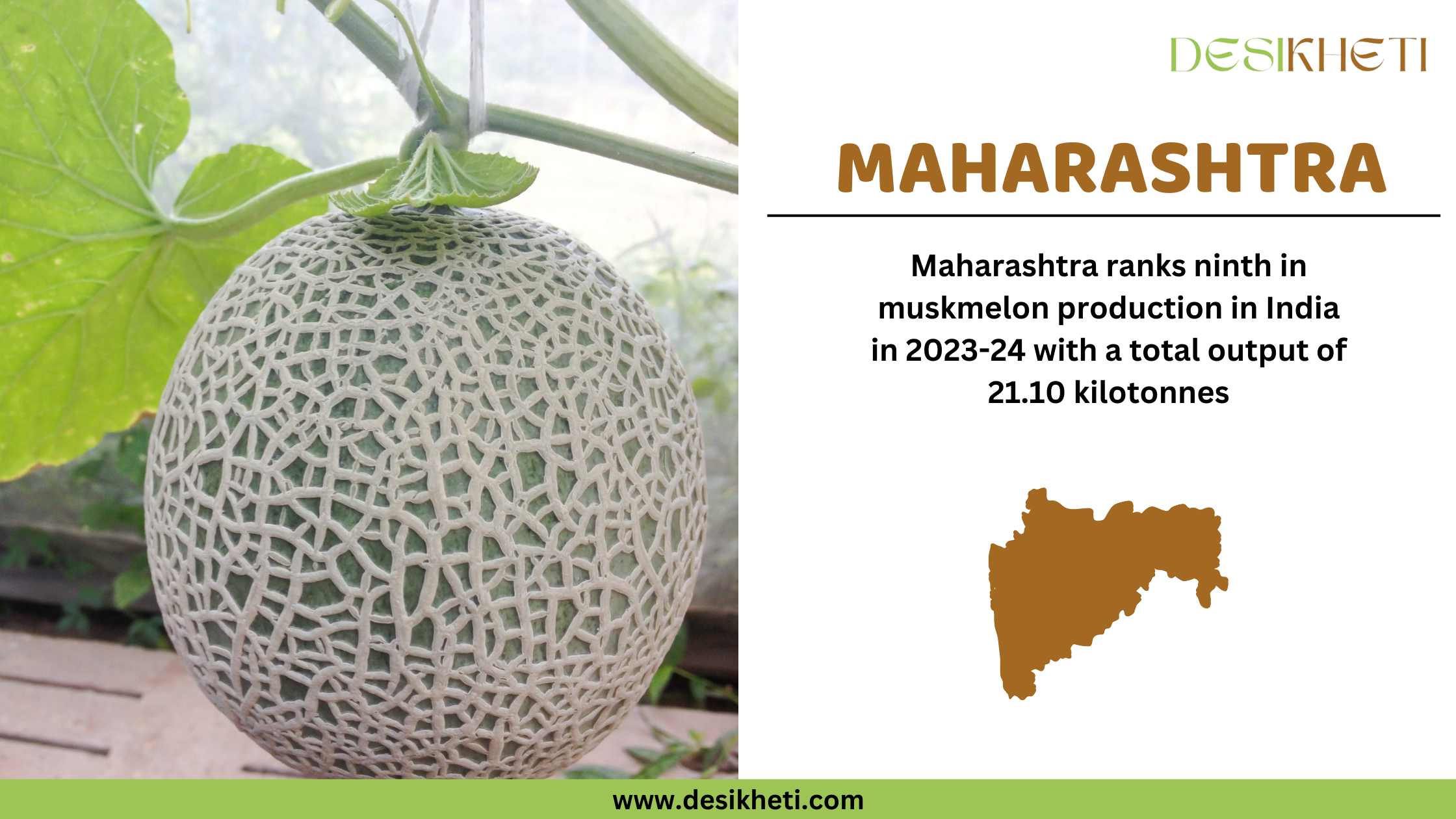 Maharashtra ranks ninth in muskmelon production in India in 2023-24 with a total output of 21.10 kilotonnes. The image features a close-up of a muskmelon hanging from a vine with green leaves in the background. On the right, the text highlights Maharashtra’s ranking and production statistics. A brown silhouette of Maharashtra's map is placed below the text. The Desikheti logo is at the top right corner, and the website URL "www.desikheti.com" is displayed at the bottom.