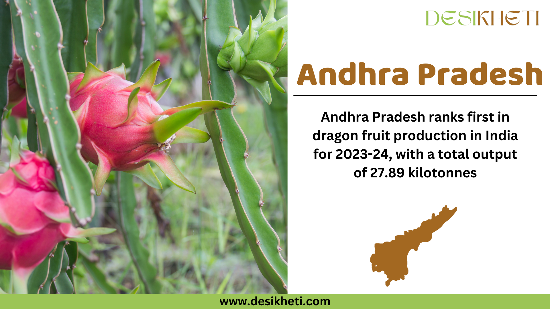 Andhra Pradesh ranks first in dragon fruit production in India for 2023-24, with a total output of 27.89 kilotonnes. The image showcases a close-up of ripe dragon fruits growing on cactus-like plants in a green outdoor setting. The right side of the image features a white panel with "Andhra Pradesh" in bold brown text, followed by production details in black text. Below the text, there is a brown silhouette of Andhra Pradesh’s map. The "Desikheti" logo is positioned at the top right, and the website URL "www.desikheti.com" is displayed at the bottom on a green strip.