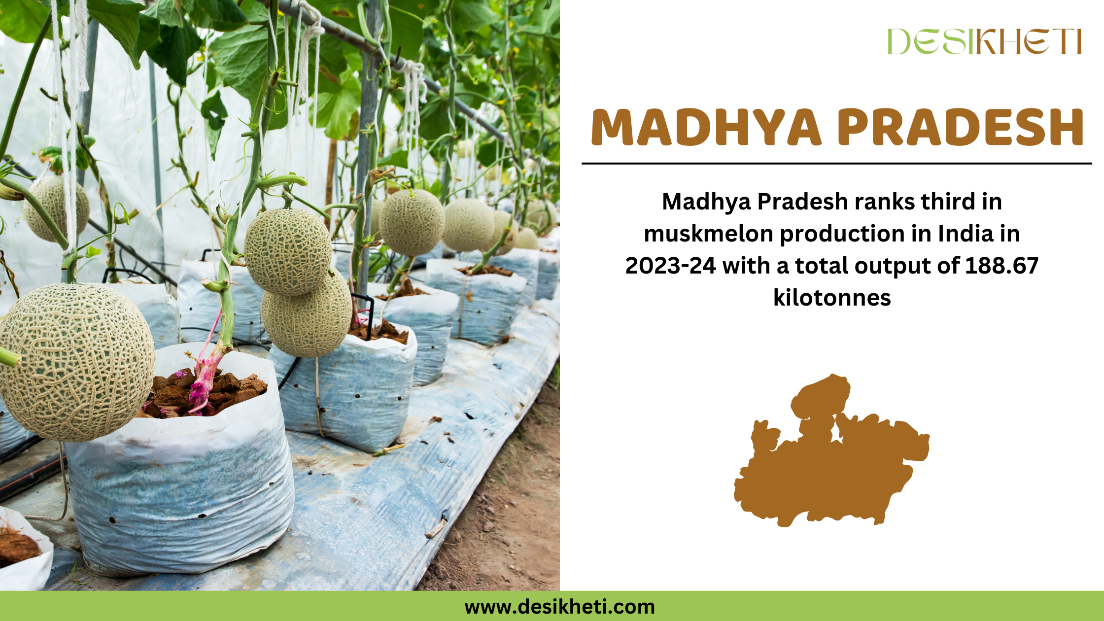 Madhya Pradesh ranks third in muskmelon production in India in 2023-24 with a total output of 188.67 kilotonnes. The image features a greenhouse setup with muskmelon plants growing in controlled conditions using grow bags. The muskmelons are suspended by strings to support their growth. On the right side, the text highlights Madhya Pradesh’s ranking and production statistics. Below the text, a brown silhouette of Madhya Pradesh’s map is displayed. The Desikheti logo is positioned at the top right corner, and the website URL "www.desikheti.com" is shown at the bottom.