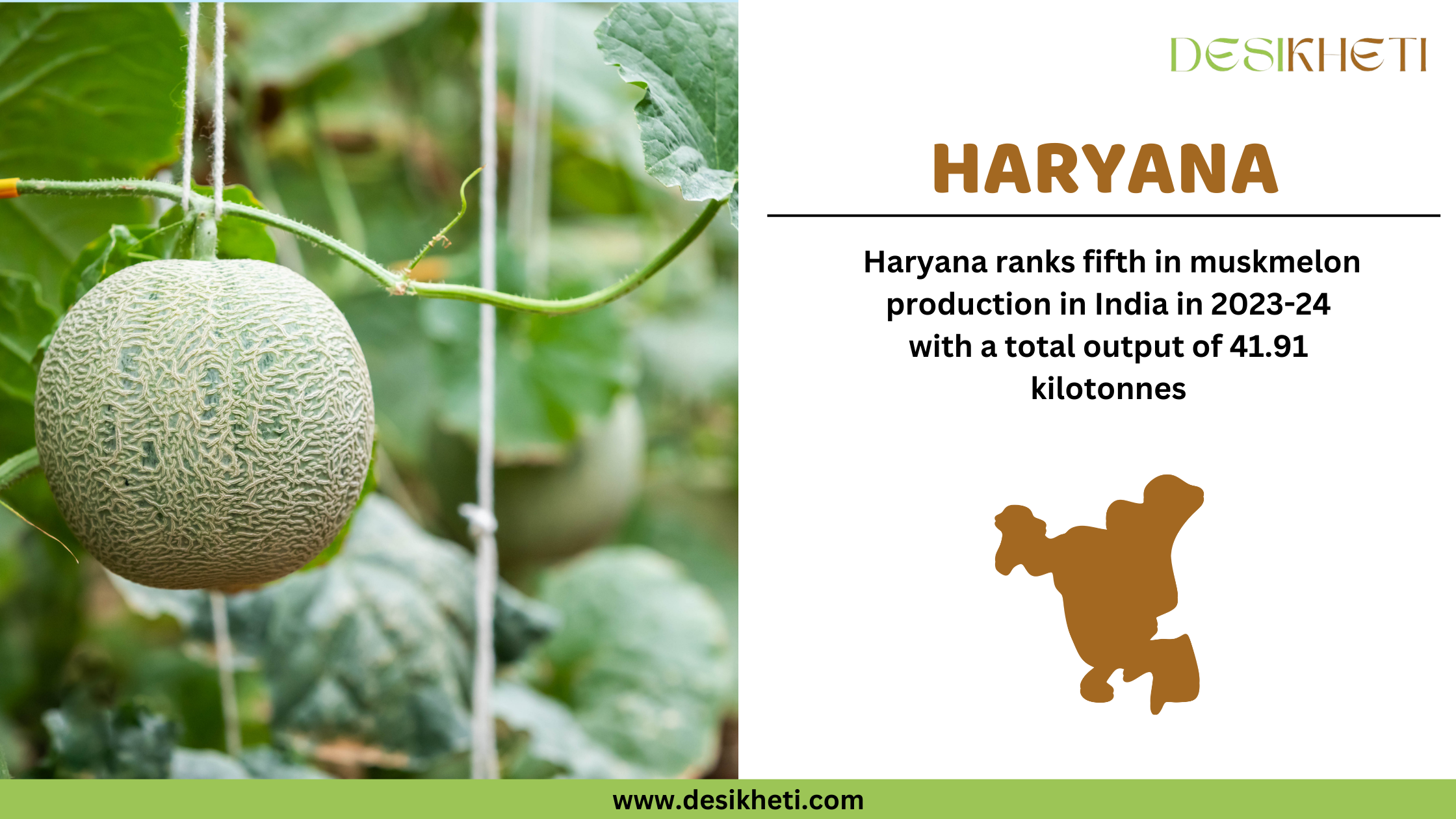 Haryana ranks fifth in muskmelon production in India in 2023-24 with a total output of 41.91 kilotonnes. The image features a muskmelon growing in a greenhouse, supported by a trellis system with strings holding the fruit. The plant has green leaves and vines in the background. On the right side, the text highlights Haryana’s ranking and production statistics. Below the text, a brown silhouette of Haryana’s map is displayed. The Desikheti logo is positioned at the top right corner, and the website URL "www.desikheti.com" is shown at the bottom.