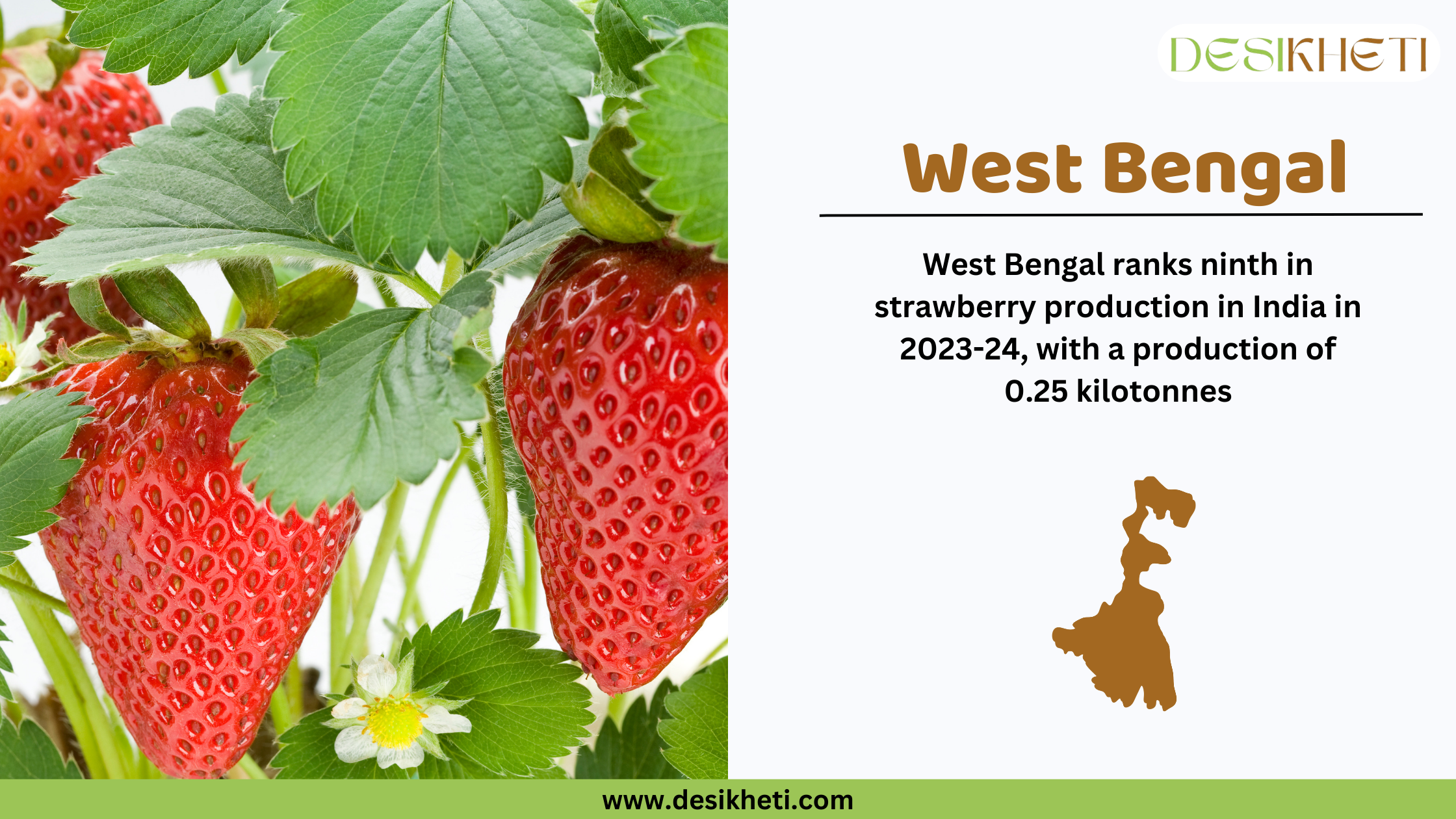 Three ripe strawberries hanging from a plant in a decorative black pot with green foliage in the background. On the right side, text states that West Bengal ranks ninth in strawberry production in India for 2023-24, with a production of 0.25 kilotonnes. A brown silhouette of West Bengal is displayed below the text. The Desikheti logo is in the top right corner, and the website URL www.desikheti.com is at the bottom.