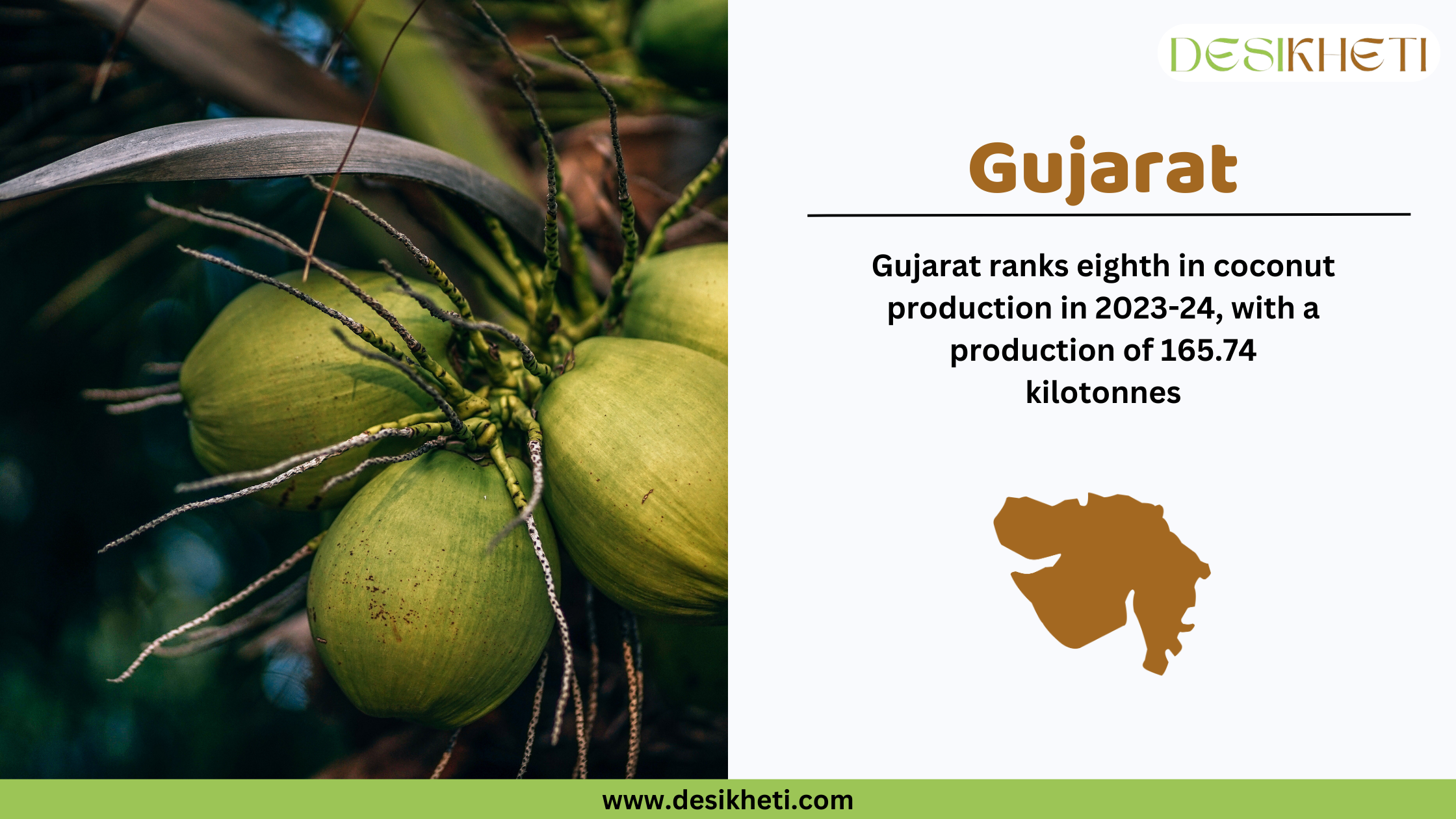 Gujarat ranks eighth in coconut production in India for 2023-24, with a total output of 165.74 kilotonnes. The image features a close-up of green coconuts growing on a tree with dark green foliage in the background. On the right side, text highlights Gujarat’s ranking along with a brown silhouette map of the state. The Desikheti logo is positioned at the top right, and the website www.desikheti.com is displayed at the bottom.