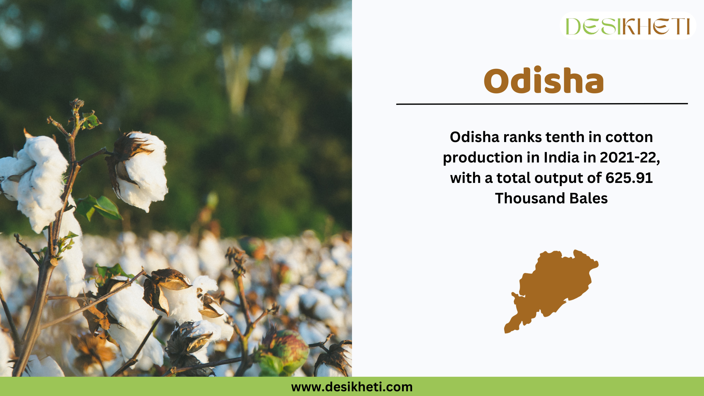 Odisha ranks tenth in cotton production in India Odisha ranks tenth in cotton production in India in 2021-22, with a total output of 625.91 Thousand Bales. The image features a close-up of a fully matured cotton boll with white cotton fibers against a blurred cotton field background under a clear blue sky. On the right side, "Odisha" is displayed in bold brown letters, followed by the production statistics. Below the text, there is a brown silhouette of Odisha’s map. The Desikheti logo is positioned at the top right, and the website URL www.desikheti.com is displayed at the bottom.