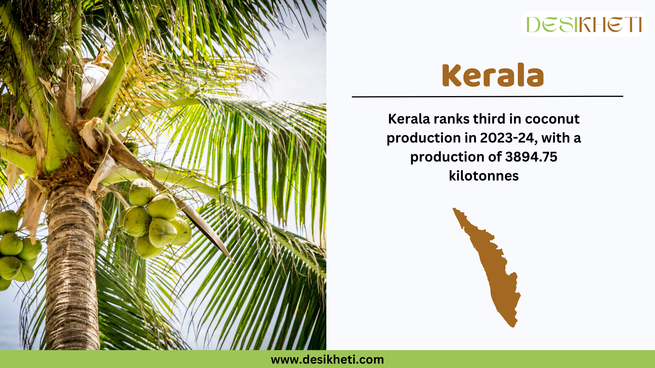 Kerala ranks third in coconut production in India for 2023-24, with a total output of 3894.75 kilotonnes. The image showcases a tall coconut tree with green coconuts hanging from it, set against a bright sky and palm leaves. On the right side, the text highlights Kerala’s ranking along with a brown silhouette map of the state. The Desikheti logo is positioned at the top right, and the website www.desikheti.com is displayed at the bottom.