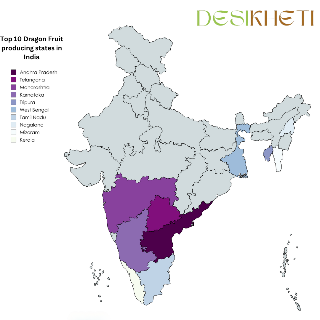 Top 10 dragon fruit-producing states in India. The image features a color-coded map of India highlighting the leading states in dragon fruit cultivation. States such as Andhra Pradesh, Telangana, Maharashtra, Karnataka, Tripura, West Bengal, Tamil Nadu, Nagaland, Mizoram, and Kerala are marked in different shades. The Desikheti logo is displayed at the top right corner, and a legend on the left lists the states with corresponding colors.