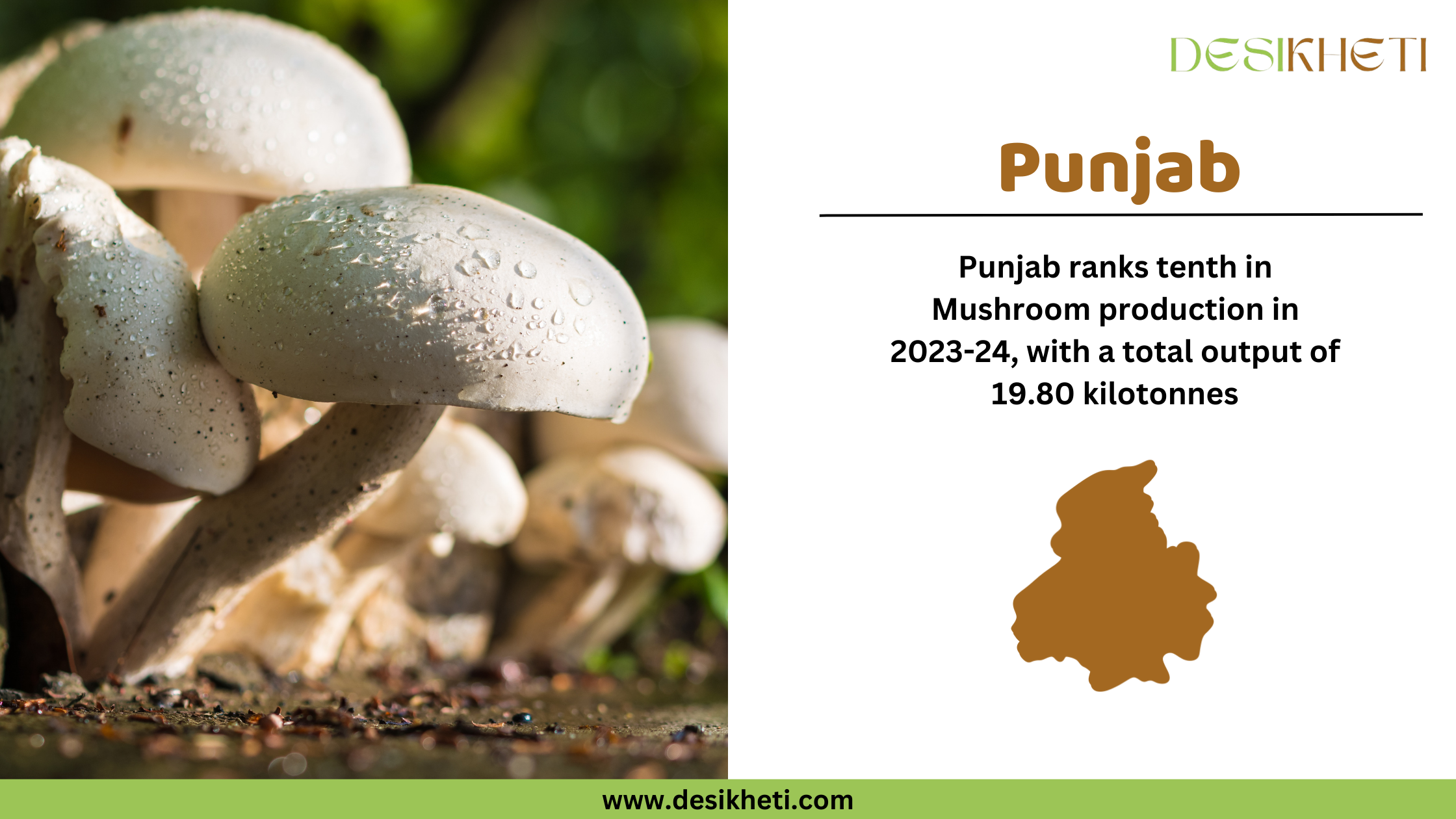 A digital graphic showcasing Punjab's mushroom production ranking in India for 2023-24. The left side features a close-up image of brown mushrooms, while the right side displays the text "Punjab" in bold brown letters. Below, it states that Punjab ranks tenth in mushroom production with a total output of 19.80 kilotonnes. A brown silhouette map of Punjab is also included. The Desikheti logo appears in the top right corner, and the website "www.desikheti.com" is displayed at the bottom on a green banner.