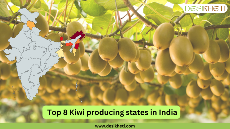 A digital graphic showcasing kiwi fruit hanging in clusters from a vine with green leaves in the background. A map of India is overlaid on the left side, highlighting the top 8 kiwi-producing states in different colors. The text "Top 8 Kiwi producing states in India" is displayed in bold black letters on a green banner at the bottom. The Desikheti logo is positioned at the top right, and the website "www.desikheti.com" is shown at the bottom on a green strip.