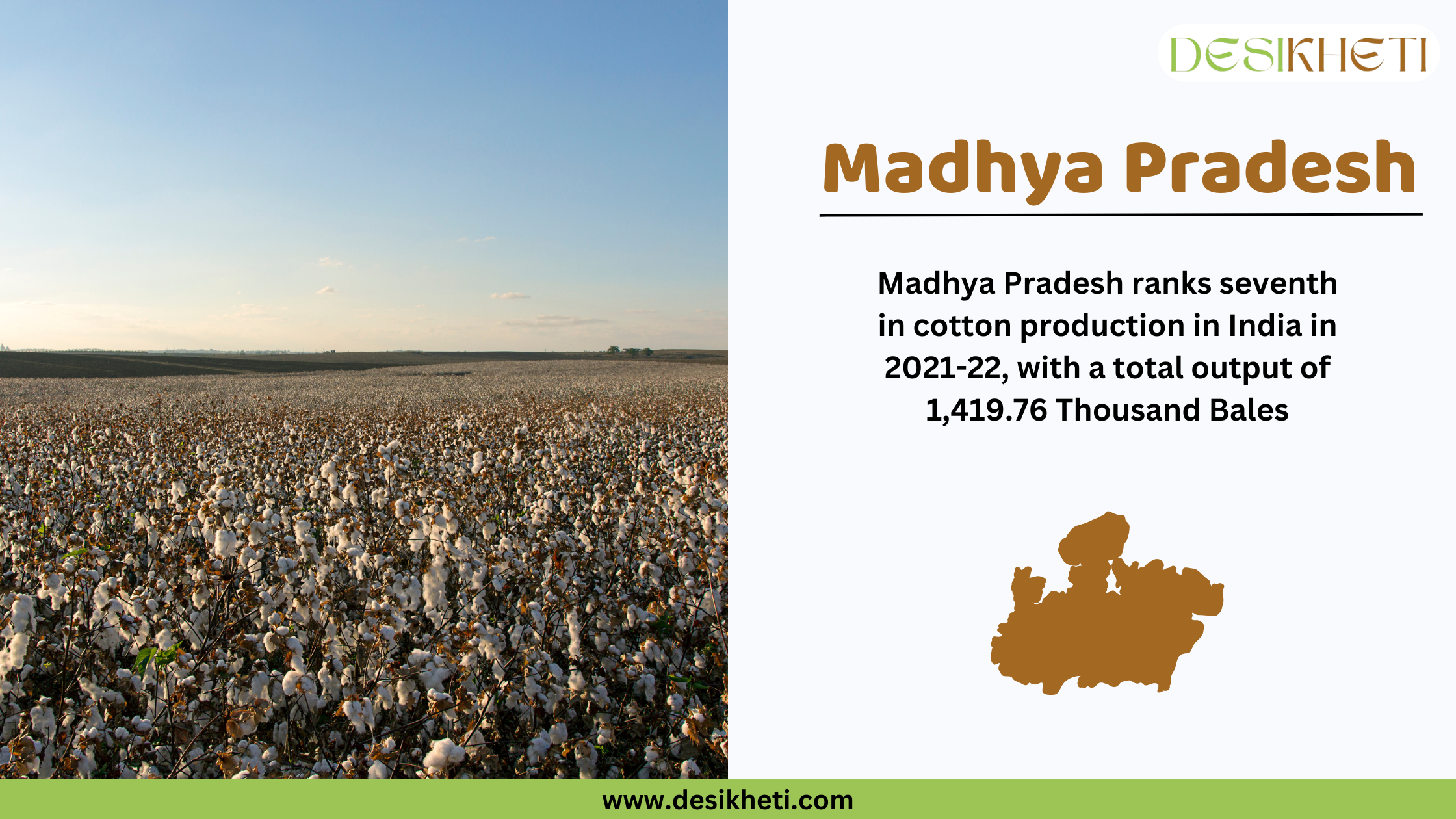 Madhya Pradesh ranks seventh in cotton production in India Madhya Pradesh ranks seventh in cotton production in India in 2021-22, with a total output of 1,419.76 Thousand Bales The image features a close-up of green cotton bolls on a cotton plant branch, surrounded by lush green leaves in the background. On the right side, the text "Madhya Pradesh" is displayed in bold brown letters, followed by production statistics. Below the text, a brown silhouette of Madhya Pradesh's map is shown. The Desikheti logo is positioned at the top right, and the website URL www.desikheti.com is displayed at the bottom.