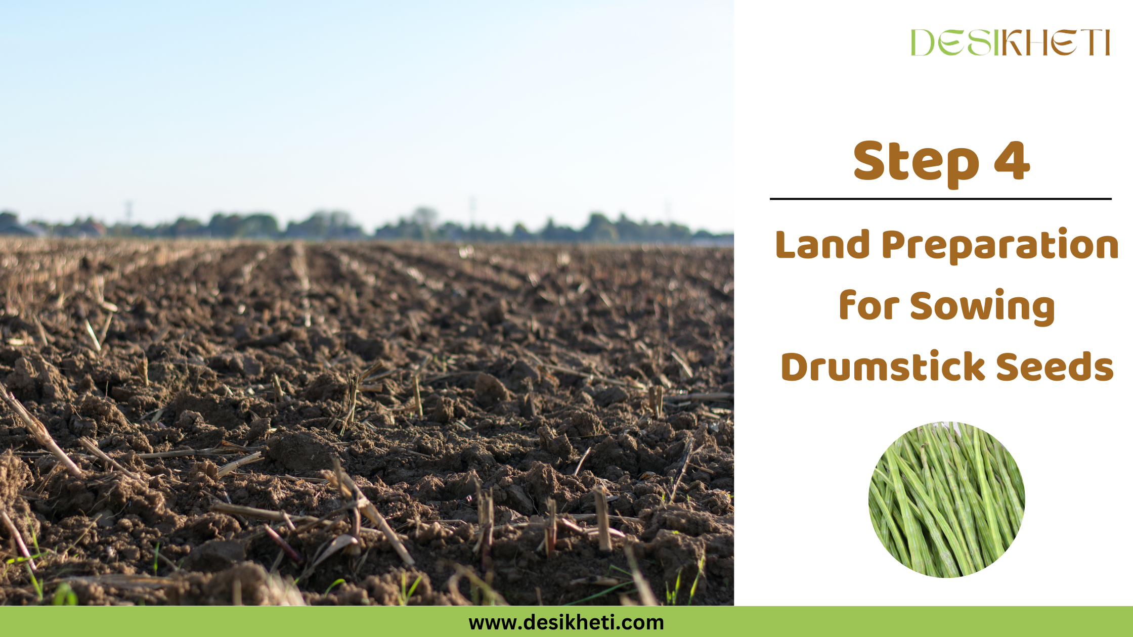 Step 4 Land Preparation for Sowing Drumstick Seeds A wide view of a large, plowed field with dark brown soil and visible furrows stretches towards the horizon under a clear, light blue sky. Some remnants of previous crops, appearing as dry stalks, are scattered on the surface. A line of trees is visible in the distant background. To the right, text reads "Step 4 Land Preparation for Sowing Drumstick Seeds" along with a small circular inset image showing a bundle of long, slender green drumsticks. The "DESIKHETI" logo is in the top right corner, and the website address "www.desikheti.com" is at the bottom. Given the current location of Hyderabad, Telangana, India, this image likely depicts the preparation of land for planting drumstick in that region.