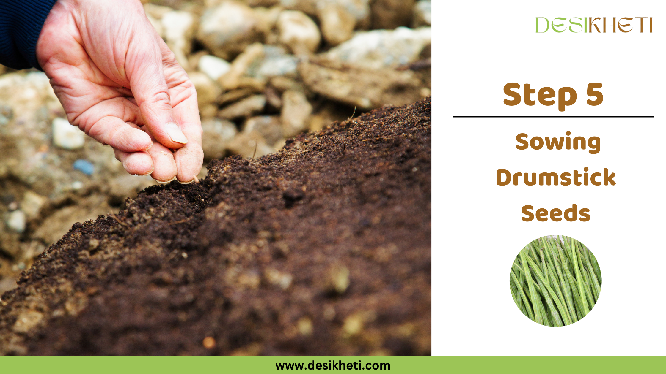 Step 5 Sowing Drumstick Seeds A close-up shot shows a fair-skinned hand gently pressing a small, light-colored seed into dark brown soil. The background is slightly blurred but appears to show more soil and some light-colored stones or debris. To the right, text reads "Step 5 Sowing Drumstick Seeds" along with a small circular inset image showing a bundle of long, slender green drumsticks. The "DESIKHETI" logo is in the top right corner, and the website address "www.desikheti.com" is at the bottom. Given the current location of Hyderabad, Telangana, India, this image likely depicts the process of planting drumstick seeds in that region.