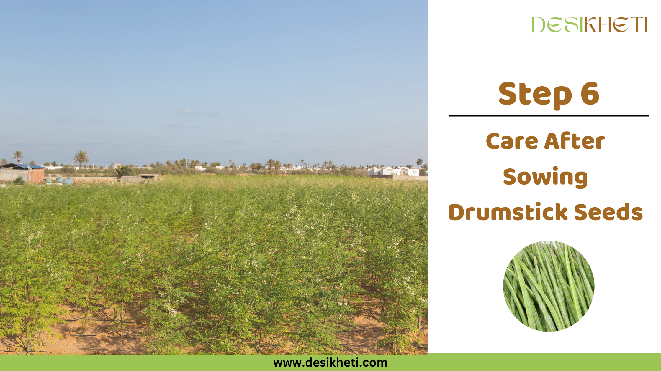 Step 6 Care After Sowing Drumstick Seeds A wide view shows a field of young, light green drumstick (Moringa oleifera) plants growing in rows under a clear, light blue sky. In the distance, there are some buildings and sparse vegetation, possibly indicating a rural or peri-urban setting. To the right, text reads "Step 6 Care After Sowing Drumstick Seeds" along with a small circular inset image showing a bundle of long, slender green drumsticks. The "DESIKHETI" logo is in the top right corner, and the website address "www.desikheti.com" is at the bottom. Given the current location of Hyderabad, Telangana, India, and the visual of young drumstick plants, this image likely illustrates the stage of caring for these plants after sowing in that region.