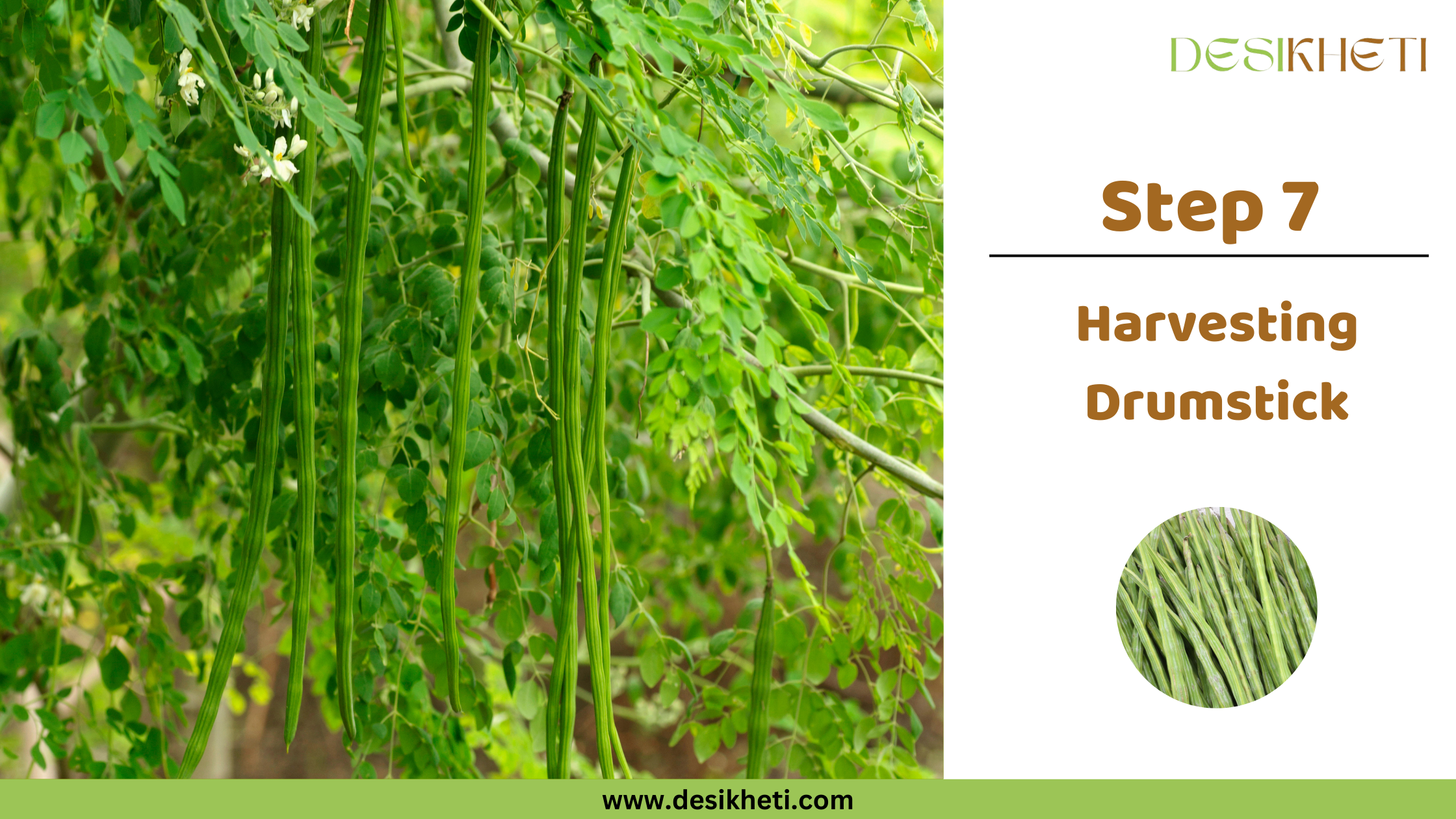 Step 7 Harvesting Drumstick A close-up shows several long, slender, green drumsticks (Moringa oleifera pods) hanging from the branches of a drumstick tree, surrounded by green leaves and small white flowers. To the right, text reads "Step 7 Harvesting Drumstick" along with a small circular inset image showing a bundle of similar green drumsticks. The "DESIKHETI" logo is in the top right corner, and the website address "www.desikheti.com" is at the bottom. Given the current location of Hyderabad, Telangana, India, where drumstick is a common crop, this image likely depicts the stage of harvesting drumsticks from the tree in that region.