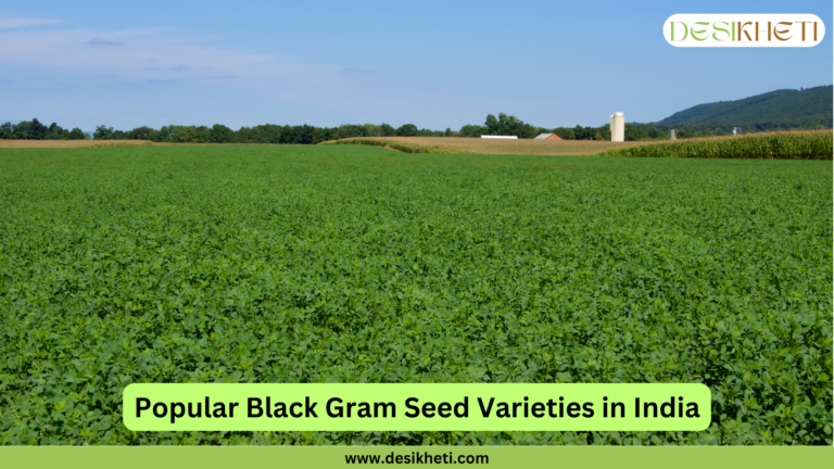 A vast, lush green field of what appears to be a legume crop, possibly black gram (Vigna mungo) or a similar plant like alfalfa or Trifolium alexandrinum (Egyptian clover), stretches across the frame under a clear, light blue sky with some wispy clouds. The field is bordered by darker green trees and some agricultural structures in the distance, including what might be a silo. A bright yellow banner is superimposed at the bottom center, displaying the text "Popular Black Gram Seed Varieties in India" in bold, dark lettering. The "DESIKHETI" logo is visible in the upper right corner, and the website address "www.desikheti.com" is at the bottom. Given the current location of Guntur, Andhra Pradesh, India, and the text referring to popular varieties in India, this image likely depicts a field of black gram or a related crop cultivated in the region.
