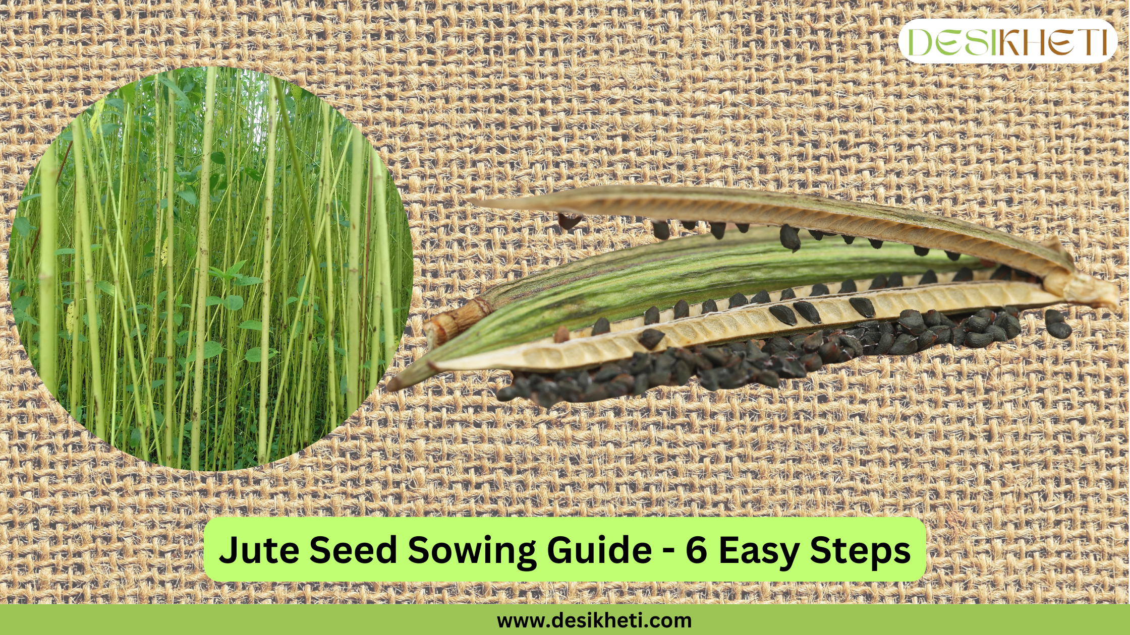 A textured, light brown burlap background features a circular inset image on the left showing tall, slender green jute plants growing densely. To the right of the inset, several long, brown, dried jute seed pods are displayed, some open to reveal numerous small, dark black seeds. Below the main elements, a green banner reads "Jute Seed Sowing Guide - 6 Easy Steps." The "DESIKHETI" logo is in the top right corner, and the website address "www.desikheti.com" is at the bottom. Given the current location of Guntur, Andhra Pradesh, India, and the focus on jute seeds and plants, this image likely pertains to jute cultivation practices in that region.