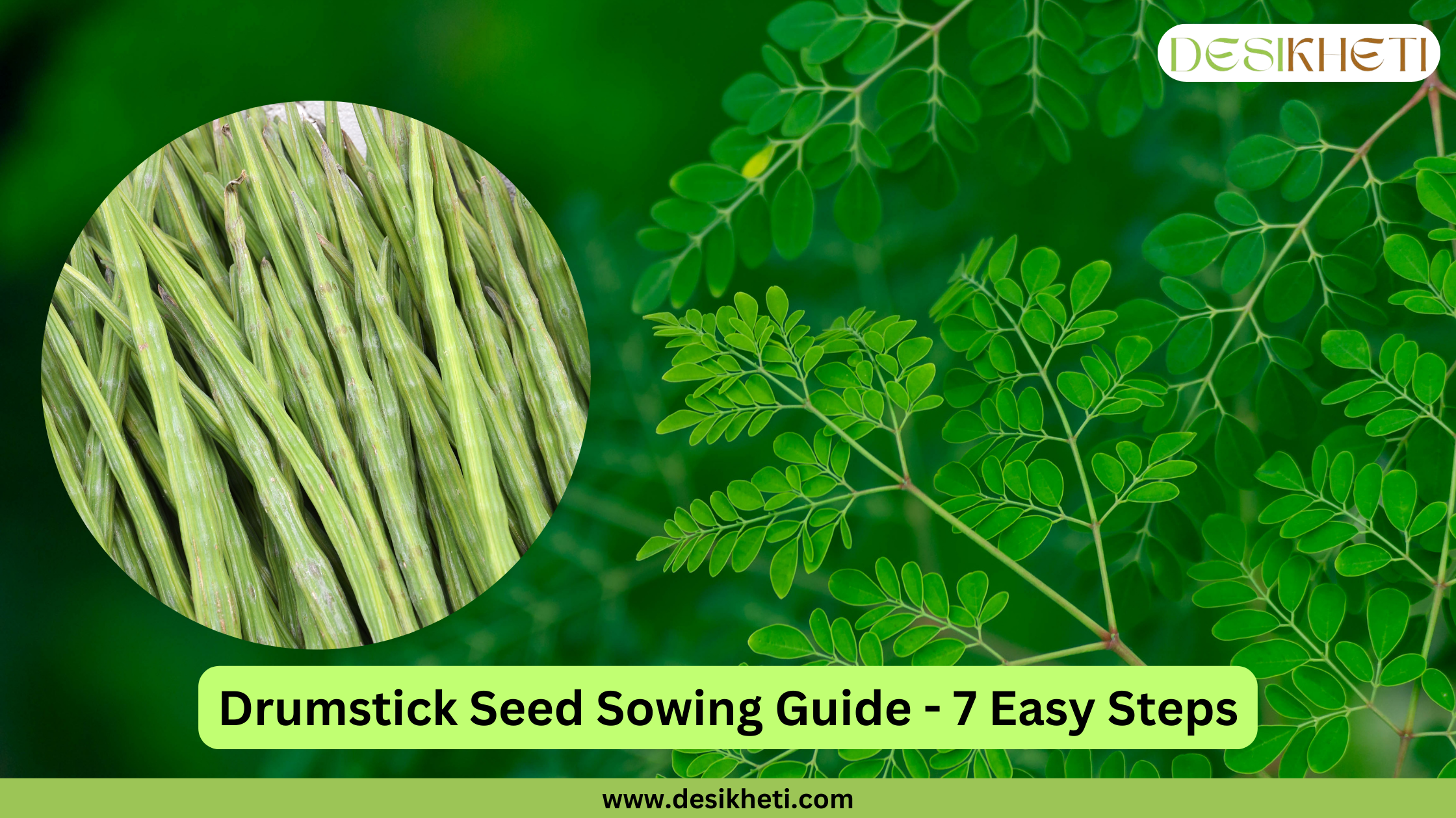 A vibrant green background features a close-up of the delicate, pinnate leaves of a drumstick (Moringa oleifera) tree. A circular inset image on the left displays a bundle of long, slender, green drumstick pods. Below the main image, a green banner reads "Drumstick Seed Sowing Guide - 7 Easy Steps." The "DESIKHETI" logo is in the top right corner, and the website address "www.desikheti.com" is at the bottom. Given the current location of Hyderabad, Telangana, India, where drumstick is commonly grown, this image likely introduces a guide for planting drumstick seeds in that region.
