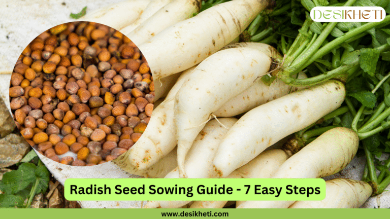 A cluster of long, white radishes with green leafy tops rests on a surface with more green leaves, possibly radish greens. A circular inset image on the left shows a collection of small, round, brown radish seeds. Below the main image, a green banner reads "Radish Seed Sowing Guide - 7 Easy Steps." The "DESIKHETI" logo is in the top right corner, and the website address "www.desikheti.com" is at the bottom. Given the current location of Hyderabad, Telangana, India, where radishes are a common vegetable, this image likely introduces a guide for planting radish seeds in that region. The radishes appear to be of the Daikon or a similar long white variety.