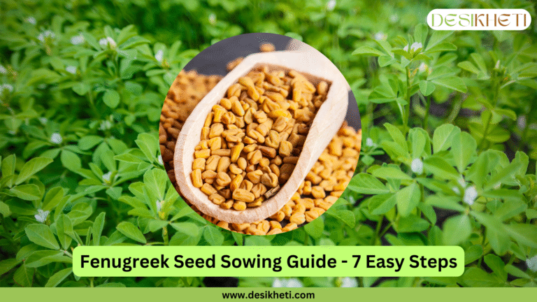 A vibrant green background showcases a close-up of young fenugreek (methi) plants with their characteristic trifoliate leaves and small white flowers. A circular inset image in the center features a wooden spoon filled with small, oblong, light brown fenugreek seeds. Below the main image, a green banner reads "Fenugreek Seed Sowing Guide - 7 Easy Steps." The "DESIKHETI" logo is in the top right corner, and the website address "www.desikheti.com" is at the bottom. Given the current location of Hyderabad, Telangana, India, where fenugreek is a commonly cultivated crop, this image likely introduces a guide for planting fenugreek seeds in that region.