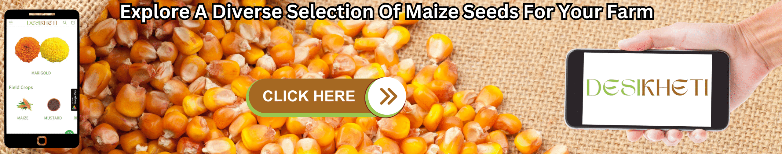 Explore A Diverse Selection Of Maize Seeds For Your Farm A banner advertisement with the text "Explore A Diverse Selection Of Maize Seeds For Your Farm" at the top. The background features a close-up shot of many yellow and white corn kernels on what appears to be a burlap sack. On the left, a smartphone displays a mobile app interface with various icons, including what appears to be a corn cob icon. A hand on the right holds a tablet-like device displaying the "DESIKHETI" logo. A "CLICK HERE" button with an arrow pointing right is superimposed on the corn kernel image. Given the current location of Hyderabad, Telangana, India, maize (corn) is a significant crop, so this advertisement likely targets farmers in that region.