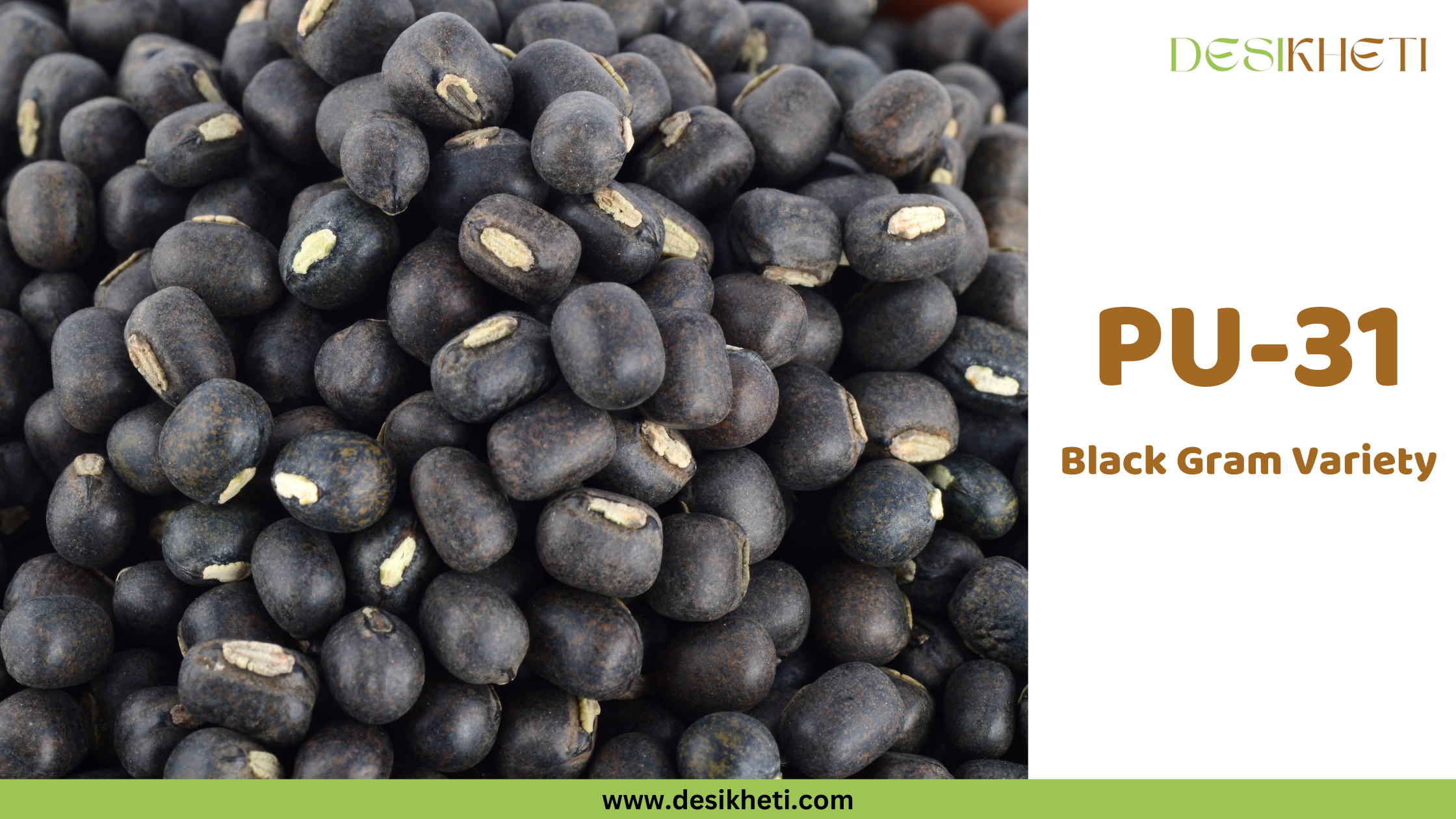 PU-31 Black Gram Variety A close-up shot shows a dense pile of small, oval-shaped, black seeds, which appear to be black gram (Urad Dal) with a prominent pale hilum on each. To the right, text reads "PU-31 Black Gram Variety" in a clear, simple font. The "DESIKHETI" logo is visible in the upper right corner, and the website address "www.desikheti.com" is at the bottom. Given the current location of Guntur, Andhra Pradesh, India, and the text identifying the seeds as a black gram variety, this image likely showcases a specific type of Urad Dal known as PU-31, popular in the region.
