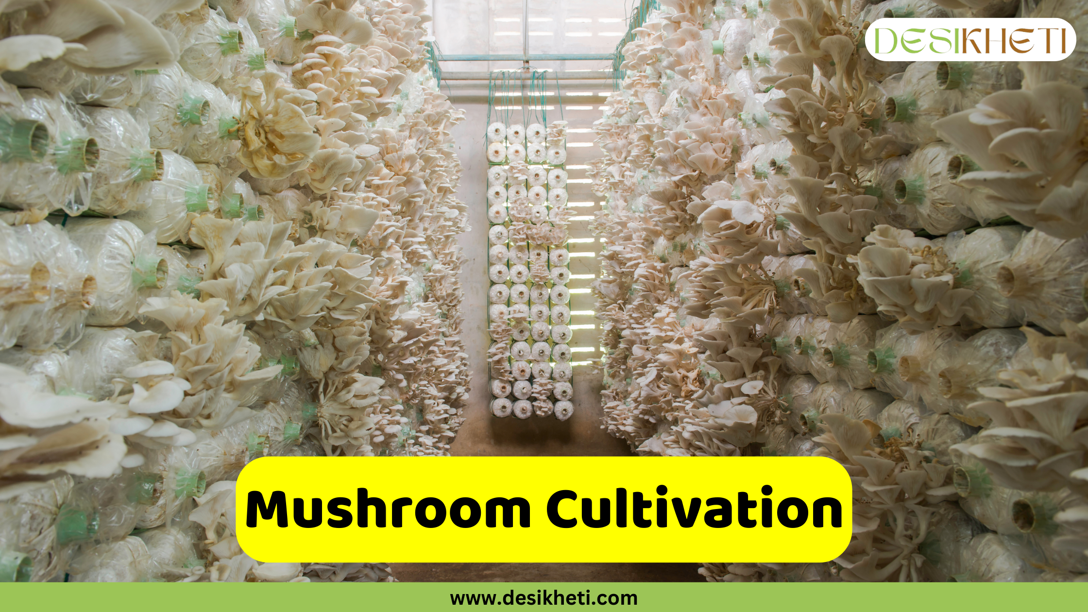 Mushroom Cultivation A brightly lit indoor space is filled with numerous vertical rows of oyster mushrooms in various stages of growth, cultivated in plastic bags hanging from the ceiling. The mushrooms are predominantly white and cream-colored, densely packed along the rows, creating a textured, organic pattern. A yellow banner at the bottom center reads "Mushroom Cultivation" in bold, dark text. The "DESIKHETI" logo is visible in the upper right corner, and the website address "www.desikheti.com" is at the bottom.