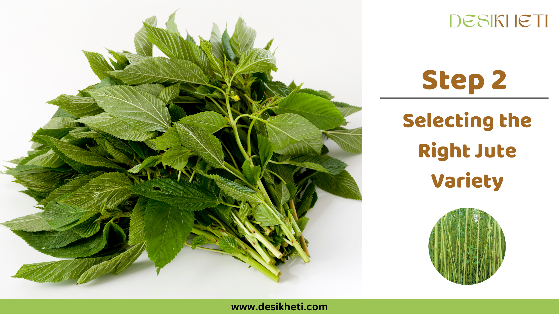 Step 2 Selecting the Right Jute Variety A bunch of vibrant green leafy plants, possibly jute leaves (Corchorus species), is displayed against a white background. The leaves are broad with serrated edges and prominent veins. To the right, text reads "Step 2 Selecting the Right Jute Variety" along with a small circular inset image showing a field of tall, slender green jute plants. The "DESIKHETI" logo is in the top right corner, and the website address "www.desikheti.com" is at the bottom. Given the current location of Guntur, Andhra Pradesh, India, and the focus on jute, this image likely relates to choosing the appropriate variety of jute for cultivation in that region. The leaves visually resemble those of jute plants.